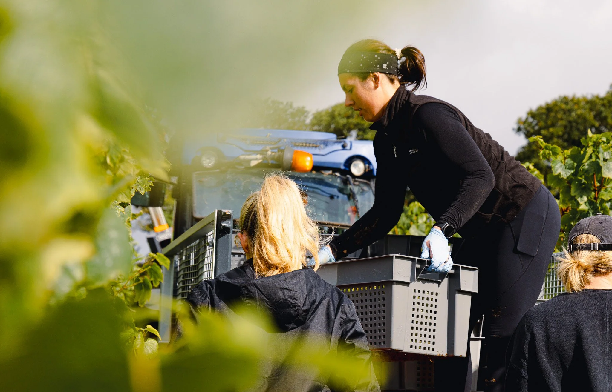 A woman in black clothing with gloves helping a young girl with blonde hair pick grapes in a vineyard.