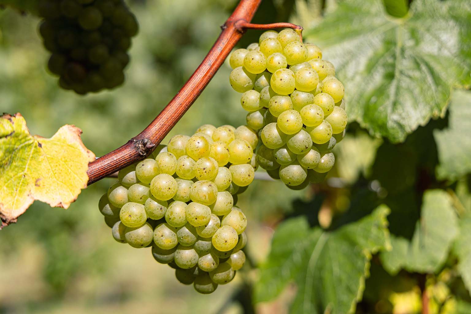 Close-up of a bunch of green grapes hanging from a vine with green leaves in the background.