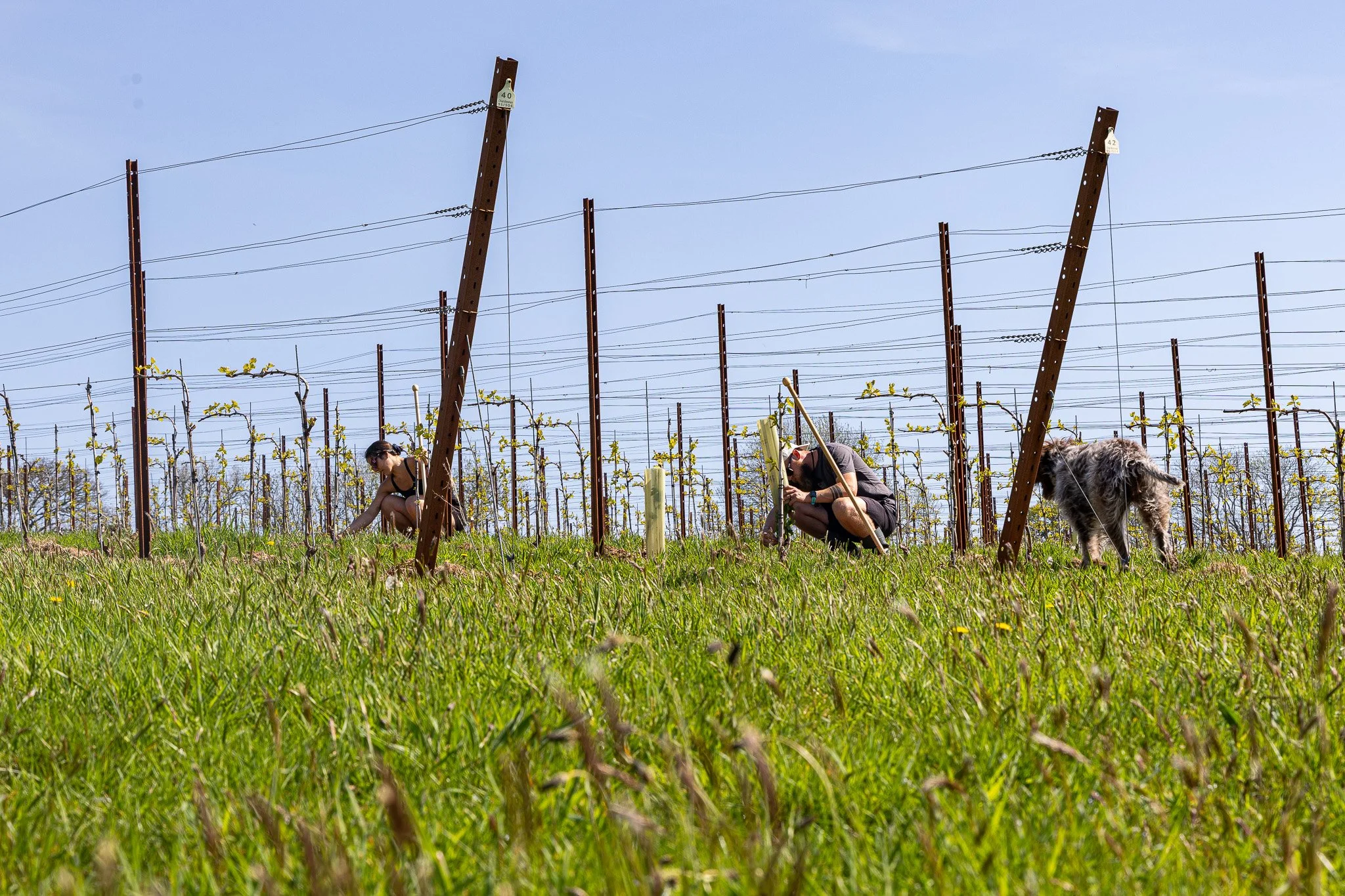 Two people and a dog in a vineyard during daytime, examining the plants among the rows of grapevines with electrical wires overhead.