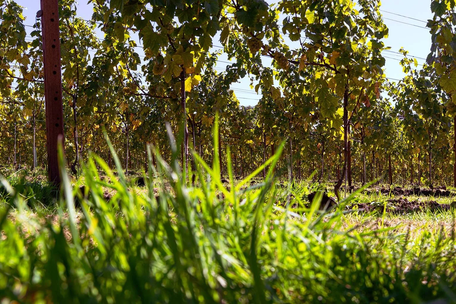 Grape vines growing in a sunny vineyard with green grass in the foreground.