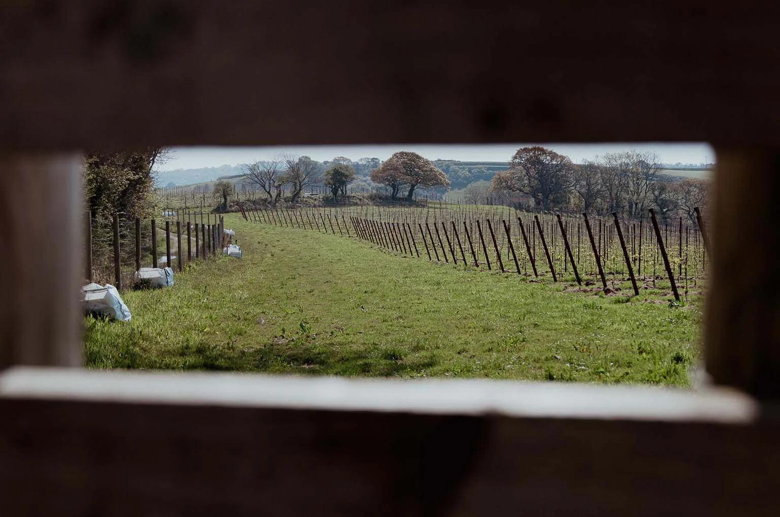 View of a vineyard through a small opening, with rows of grapevines, grassy ground, and trees in the background under a cloudy sky.