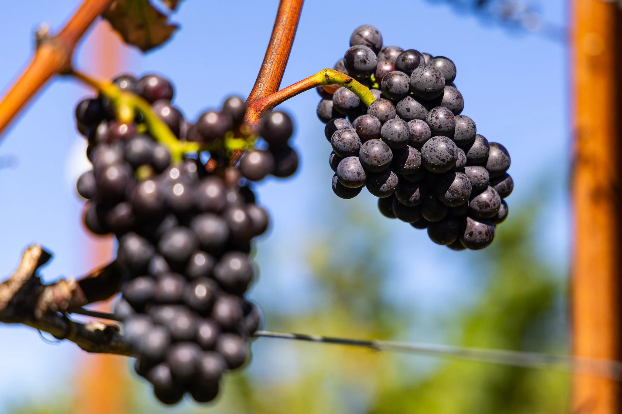 Close-up of ripe black grapes hanging from vine on a sunny day.
