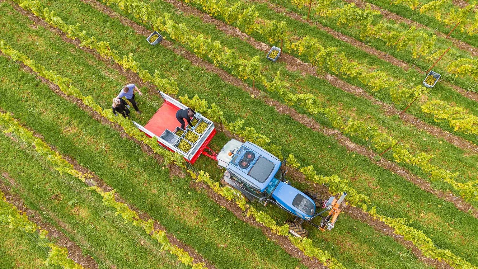 Aerial view of a blue tractor harvesting grapes in a vineyard, with two workers loading grapes into a red trailer.