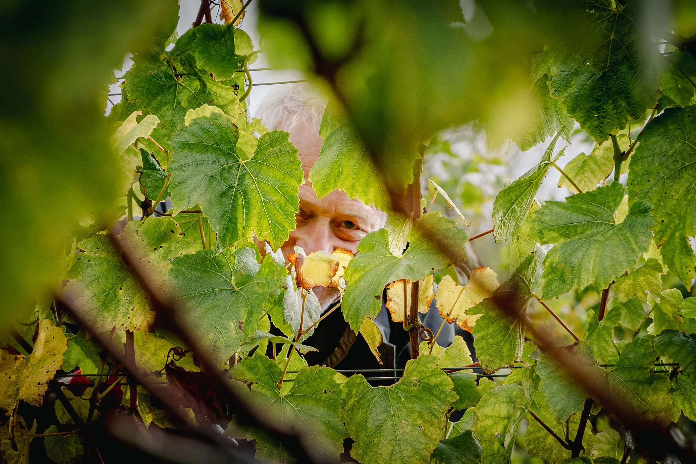 A person peeking through green and yellow grapevine leaves in a vineyard.