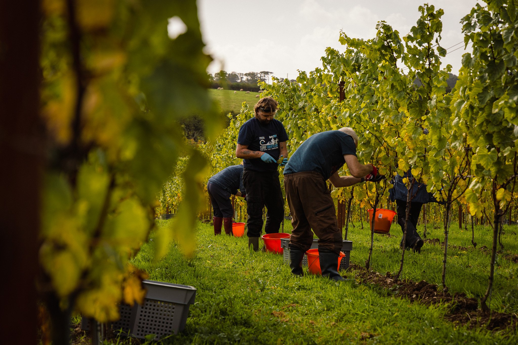 People working in a vineyard, harvesting grapes during the daytime.