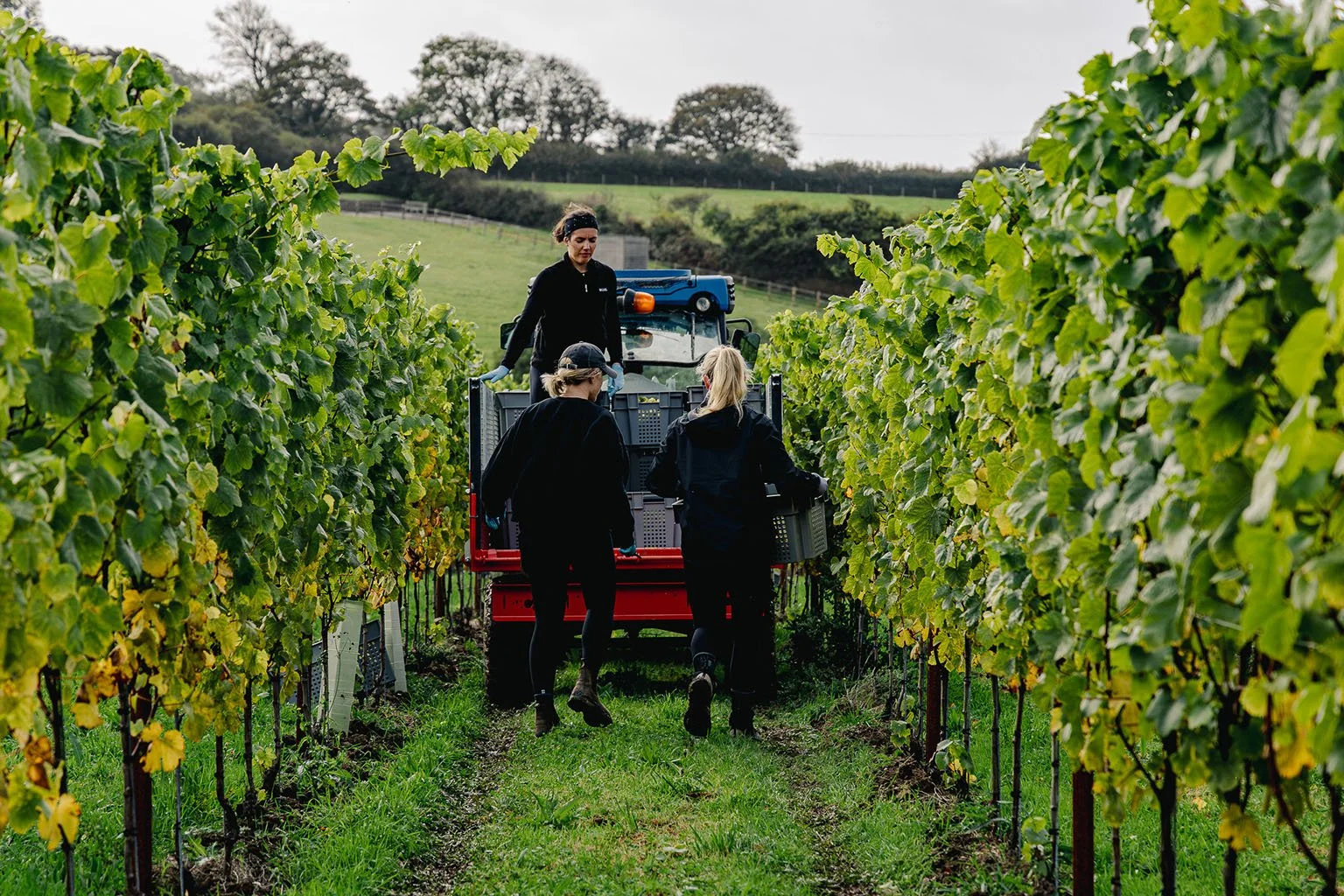 Three women in black clothing working in a vineyard surrounded by grapevines, with one standing on a red tractor and the other two walking beside it.