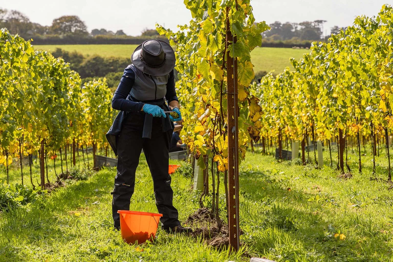 A person harvesting grapes in a vineyard, wearing a large wide-brimmed hat, gloves, and outdoor clothing, with rows of grapevines and green hills in the background.