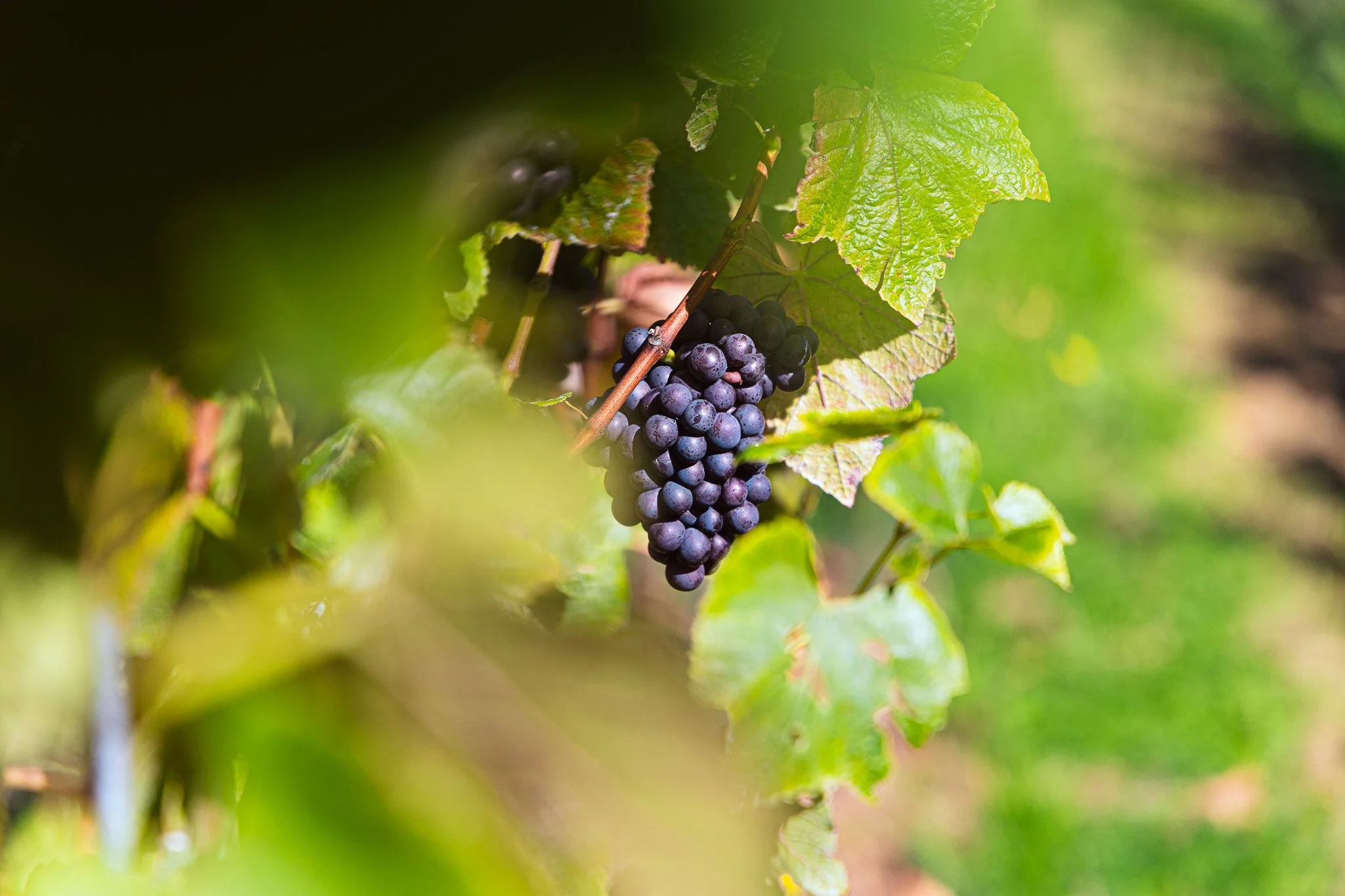 A cluster of ripe purple grapes hanging from a vine among green leaves in a vineyard.