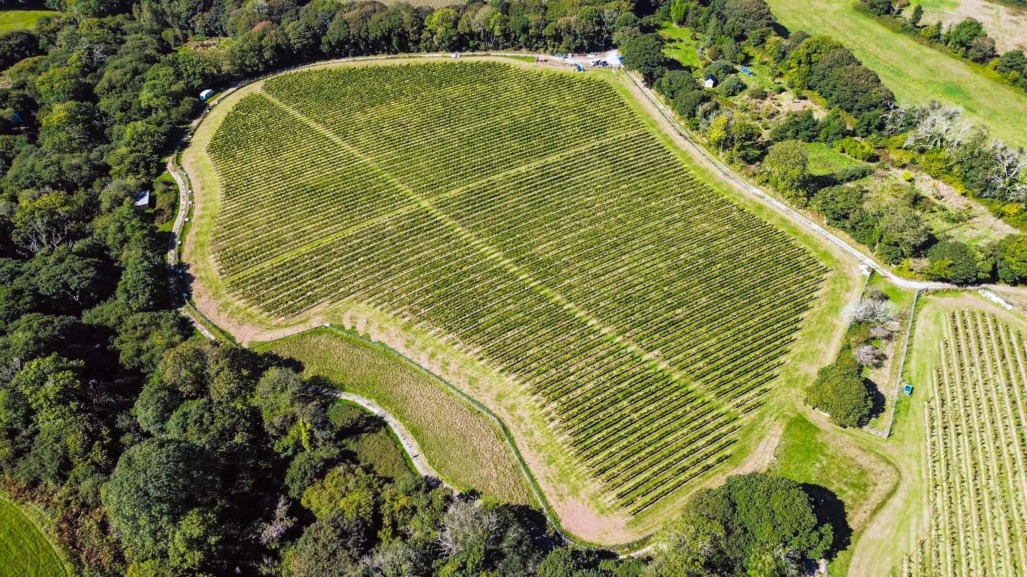 Aerial view of a large vineyard with rows of grapevines surrounded by trees and greenery.