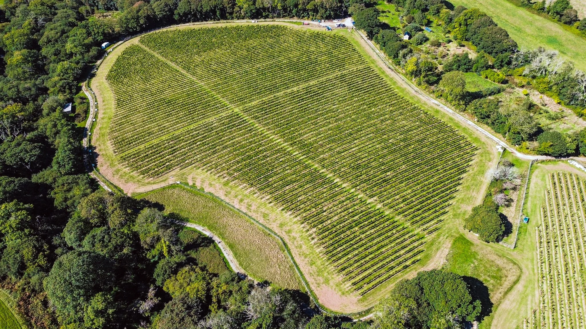 Aerial view of a large vineyard surrounded by trees and green fields, with rows of grapevines planted on a hillside.