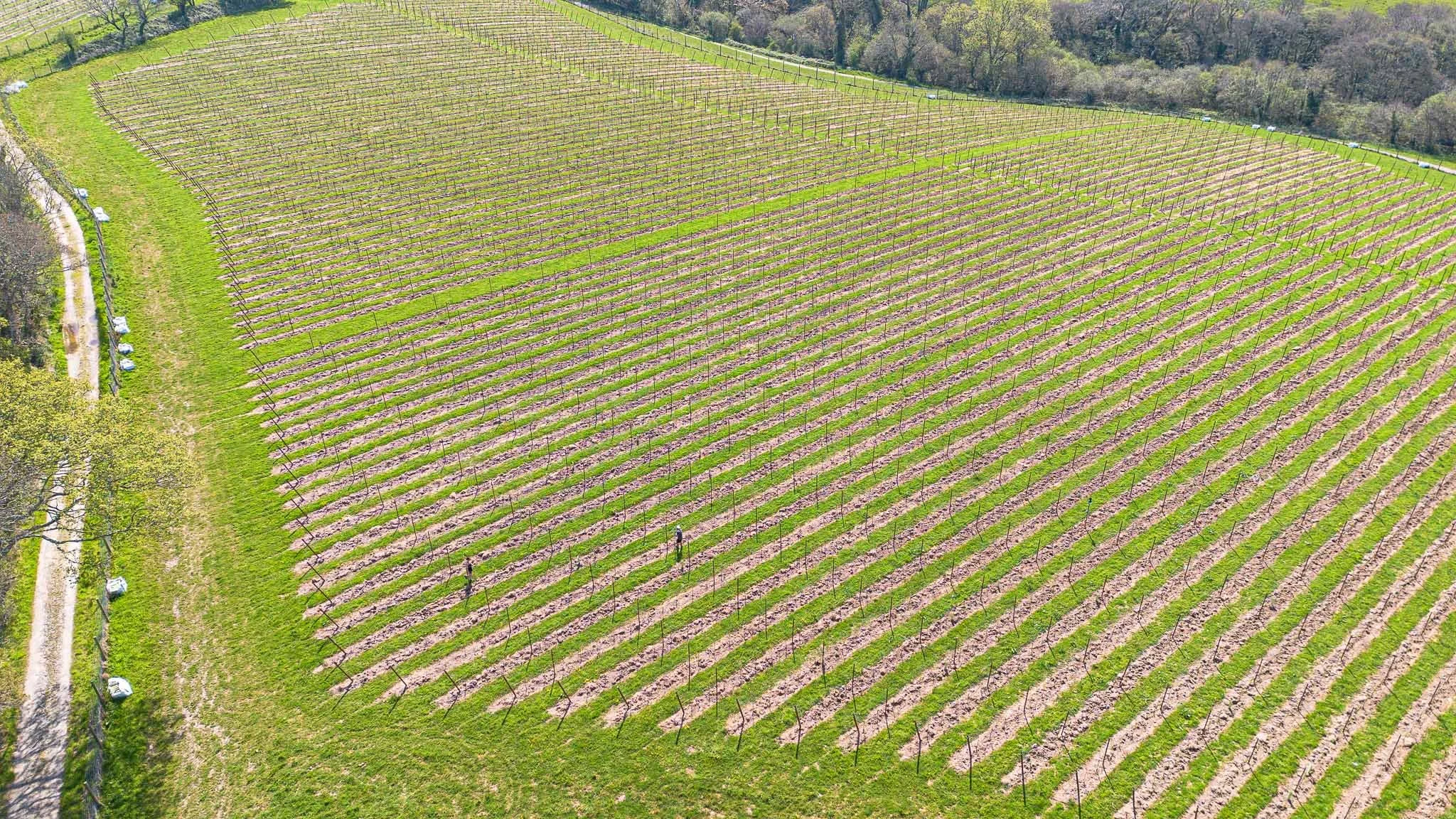 Aerial view of a vineyard with rows of grapevines on a gentle slope, surrounded by green grass and trees.