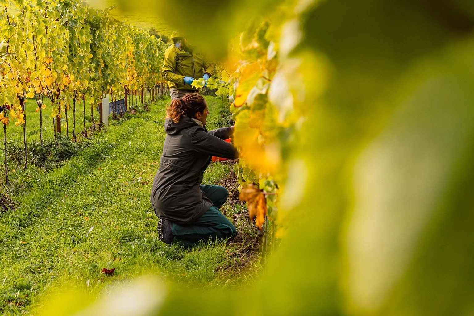 Two people working in a vineyard, one kneeling and the other standing, harvesting grapes amid green and yellow leaves.