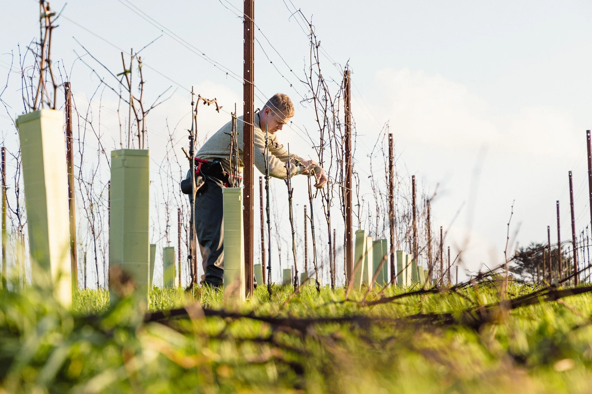 A person working in a vineyard, tending to grapevines during daylight hours, with bare vines supported by stakes and wires, and a partly cloudy sky in the background.