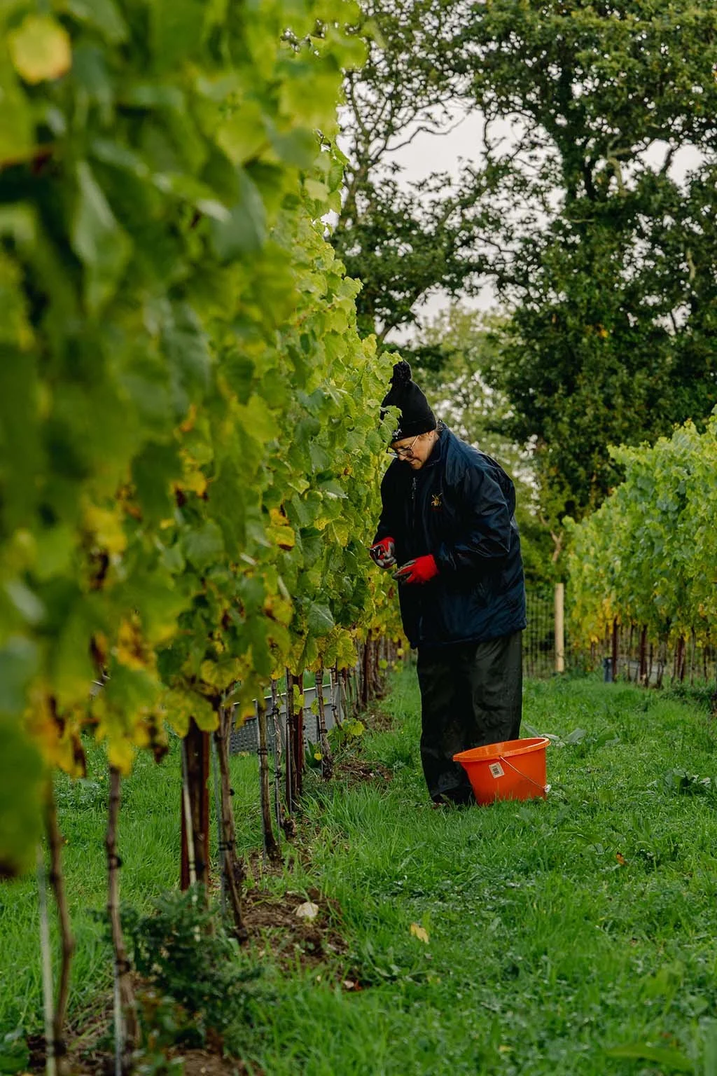 A person with glasses, black hat, red gloves, black coat, and black pants tending to grapevines in a vineyard during daytime, with trees and green grass around.