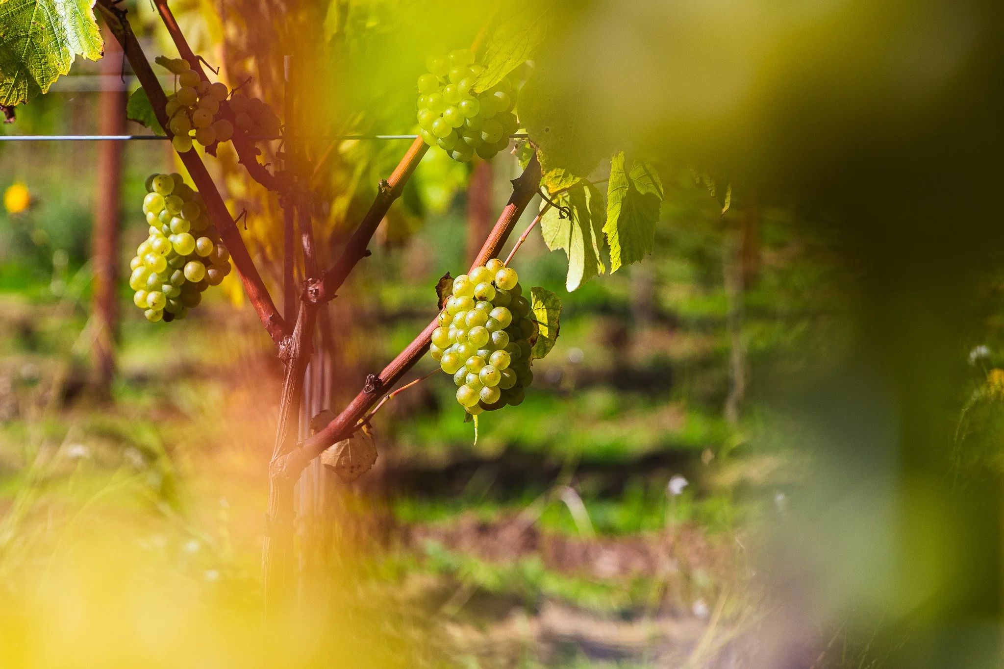 Green grape clusters hanging on vine in a vineyard during daytime