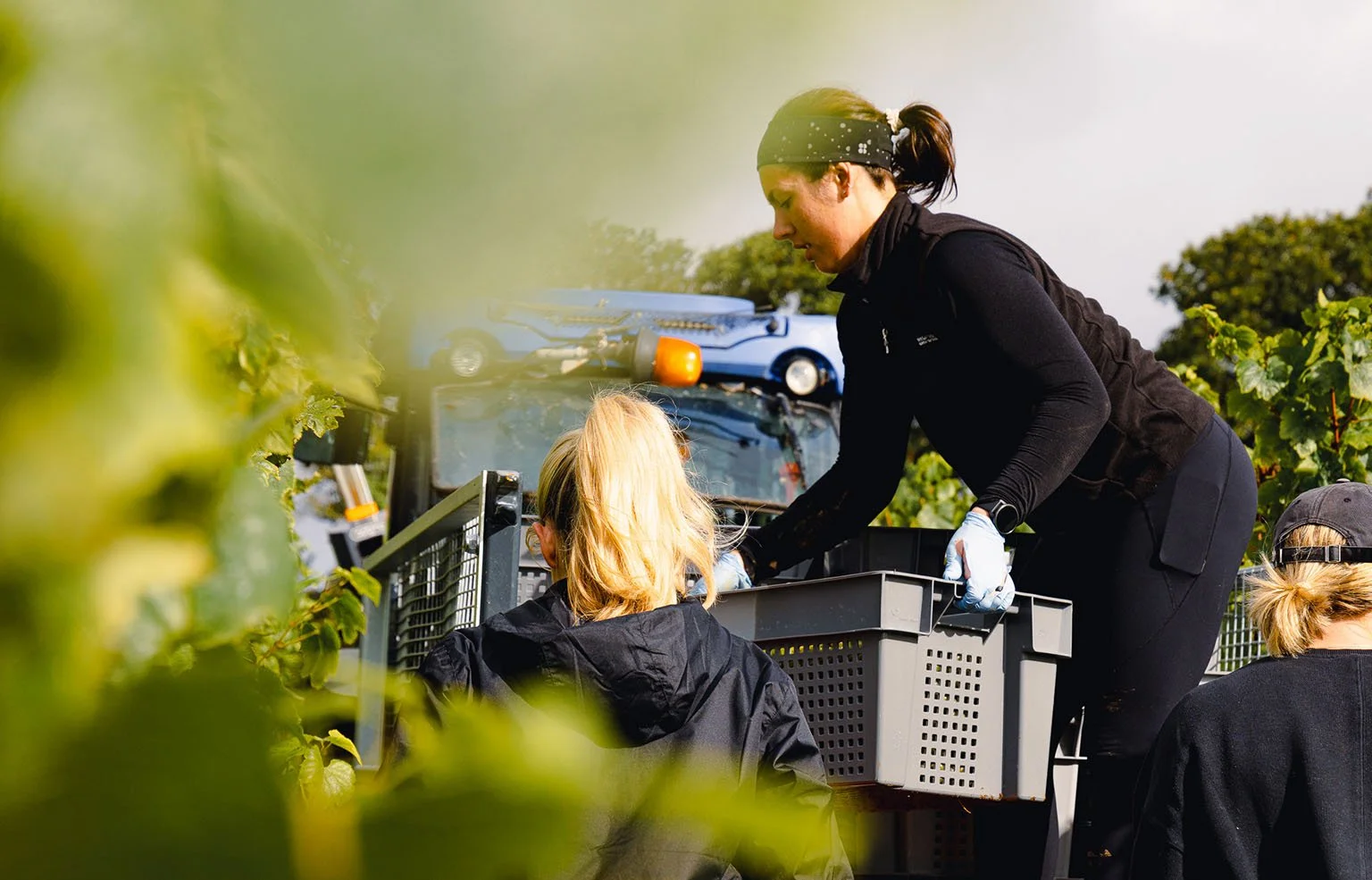 Three women working outdoors near a tractor in a vineyard or garden, one woman is handing a container to another.