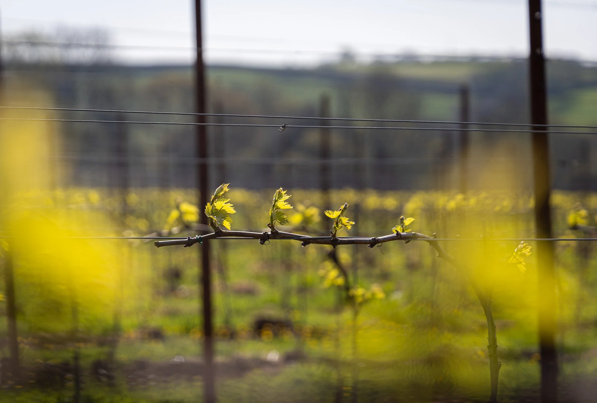 Vineyard with young grape leaves growing on a trellis, blurred background of rolling hills and sky
