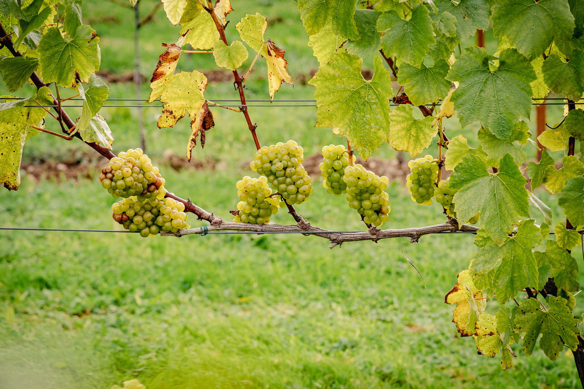 Green grape clusters hanging from a vine in a vineyard with large green leaves and a grassy background.