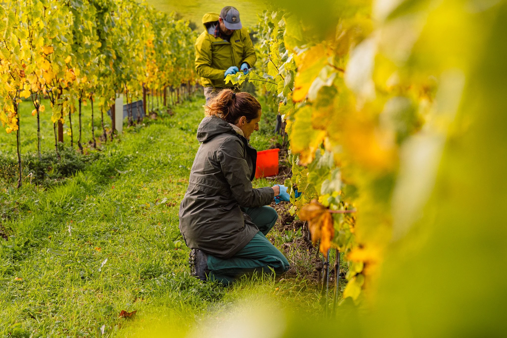 Two people harvesting grapes in a vineyard during autumn, with final yellow and green leaves and greenery on the ground.