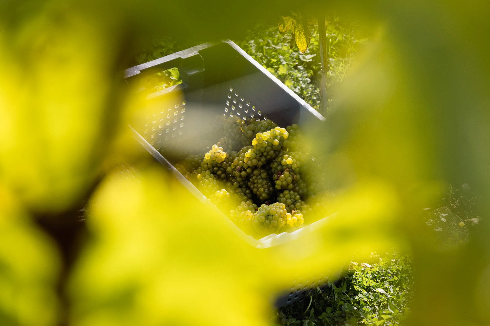 A plastic crate filled with harvested green grapes, seen through vine leaves in a vineyard.
