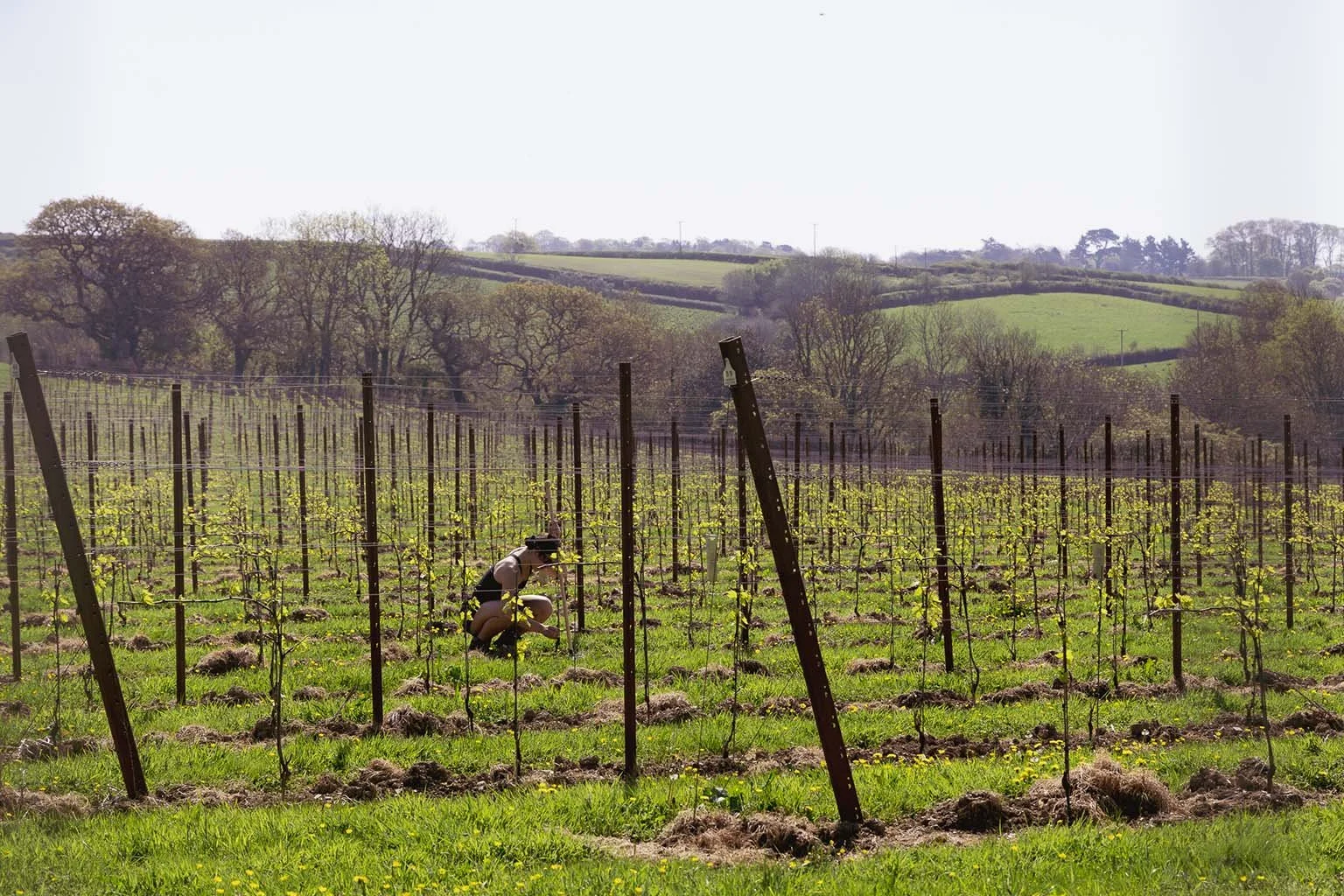 A person crouching in a vineyard, tending to grapevines supported by wooden posts and metal wires, with rolling green hills and leafless trees in the background on a bright, sunny day.