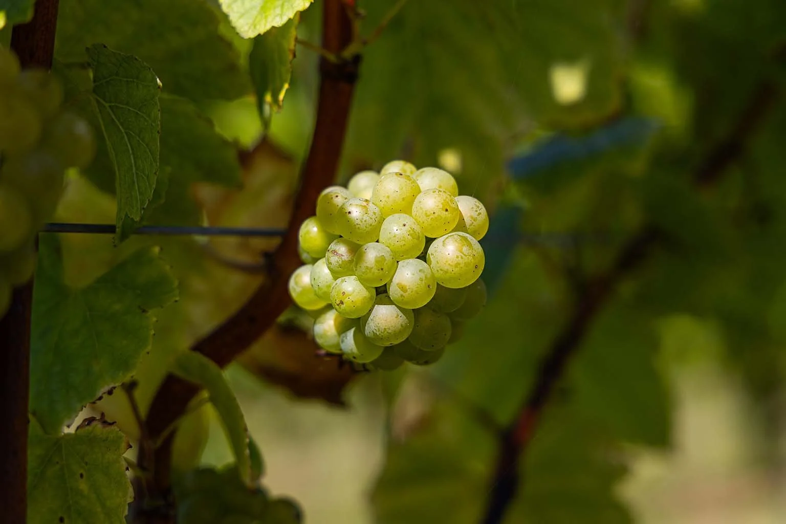 Close-up of a bunch of green grapes hanging on the vine surrounded by green leaves.