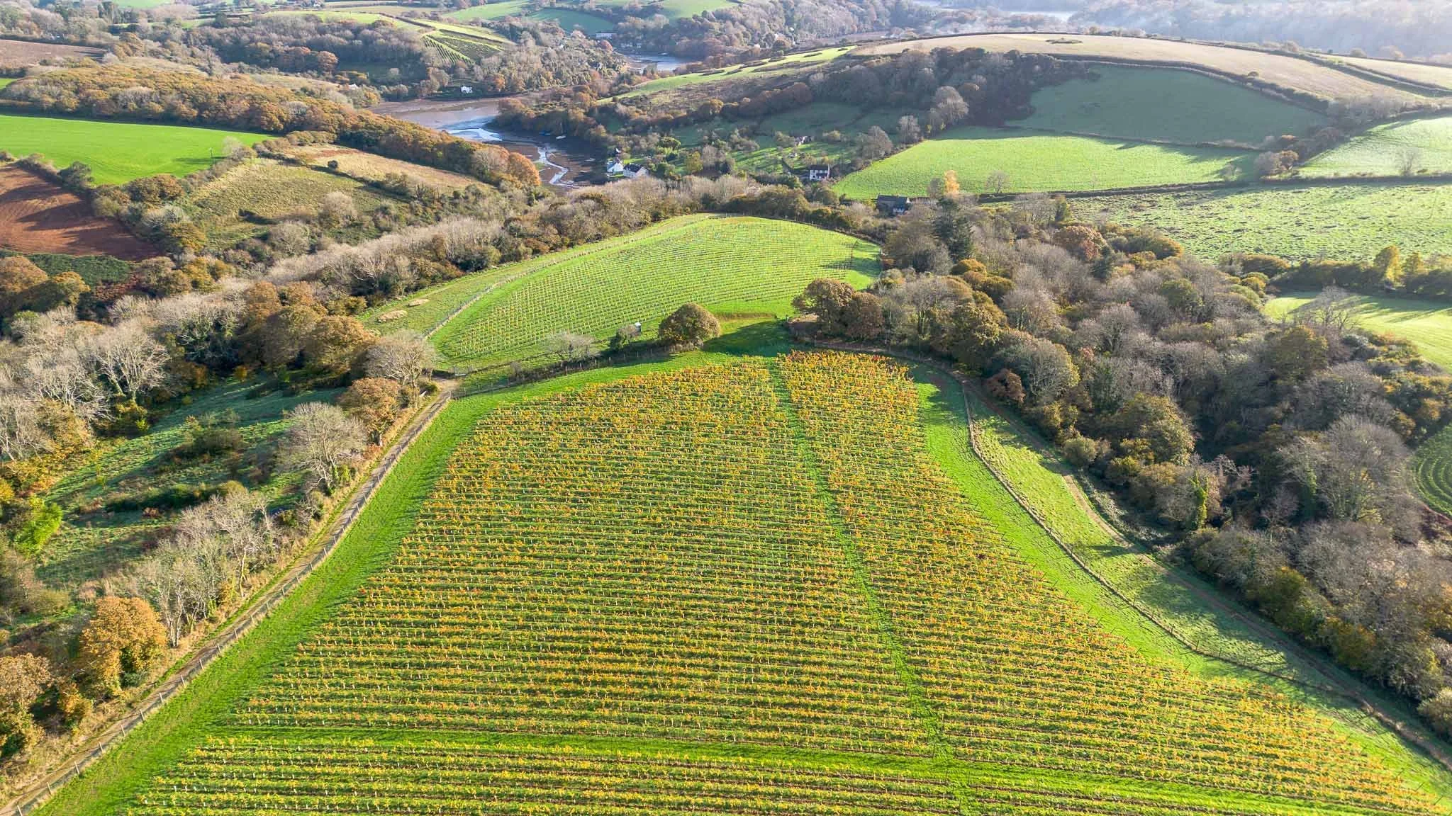 Aerial view of rolling green and yellow vineyards and farmland with trees, a river in the background, and a few houses in a rural landscape.