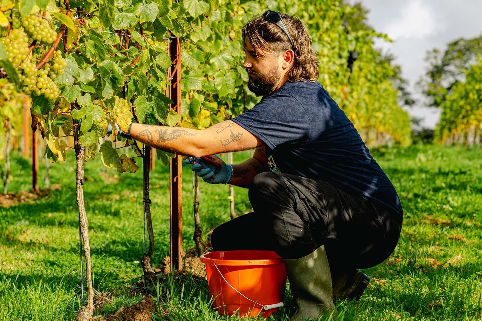 A man with tattoos, wearing gloves, black pants, and a dark T-shirt, is crouching in a vineyard and trimming grapevines with pruning shears. There is an orange bucket at his feet and green grape clusters growing on the vine.