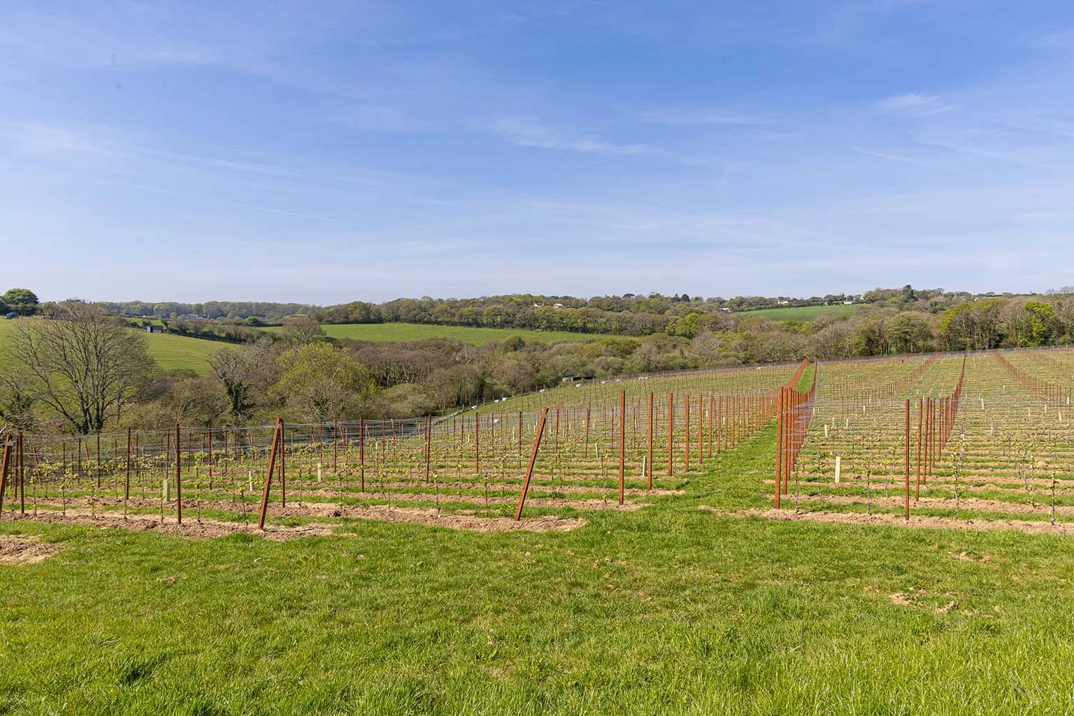 Vineyard with young grapevines supported by orange trellises in a rural landscape under a clear blue sky.