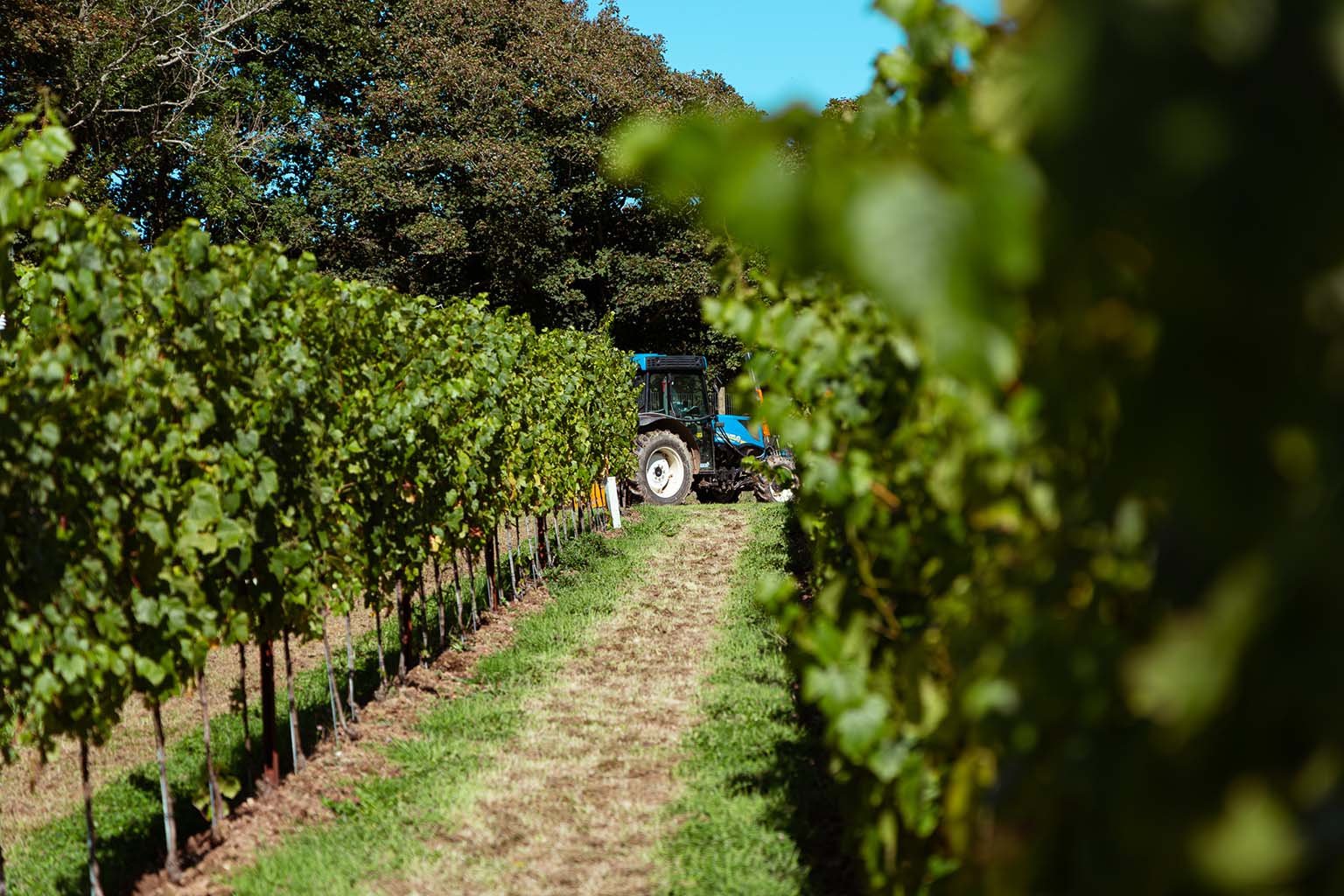 A blue tractor working in a vineyard, on a dirt path between rows of green grapevines with a large tree and clear blue sky in the background.