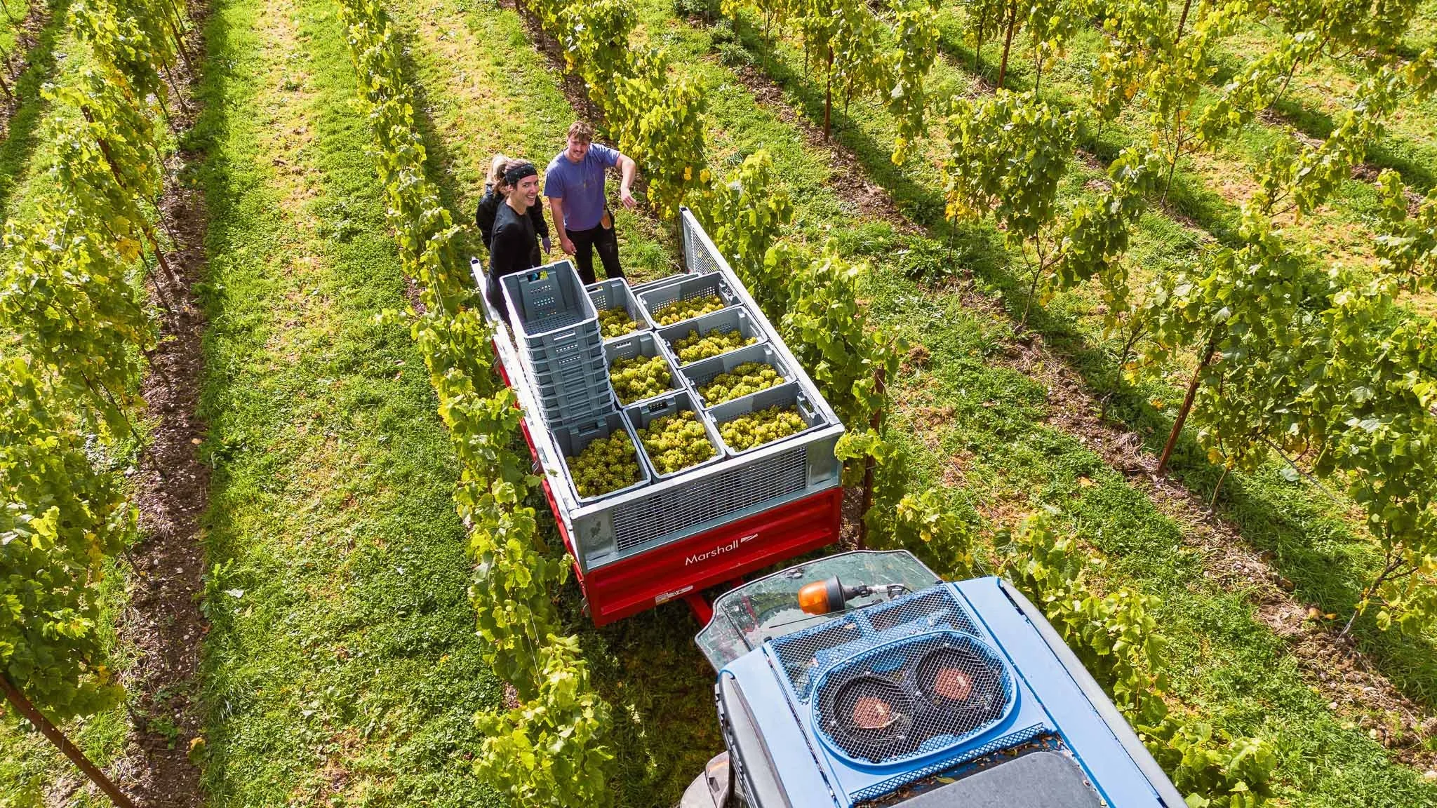 Two people harvesting green grapes in a vineyard, standing in a truck filled with crates of grapes.