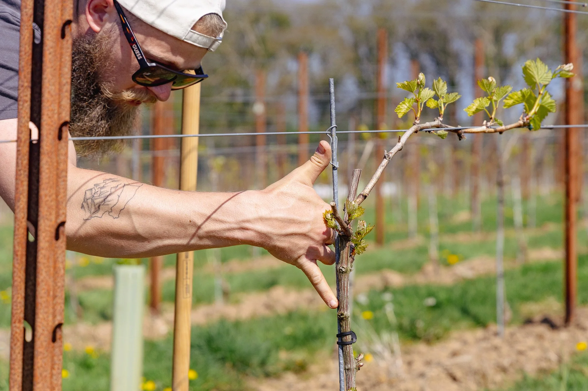 A man pruning a young grapevine in a vineyard during spring.