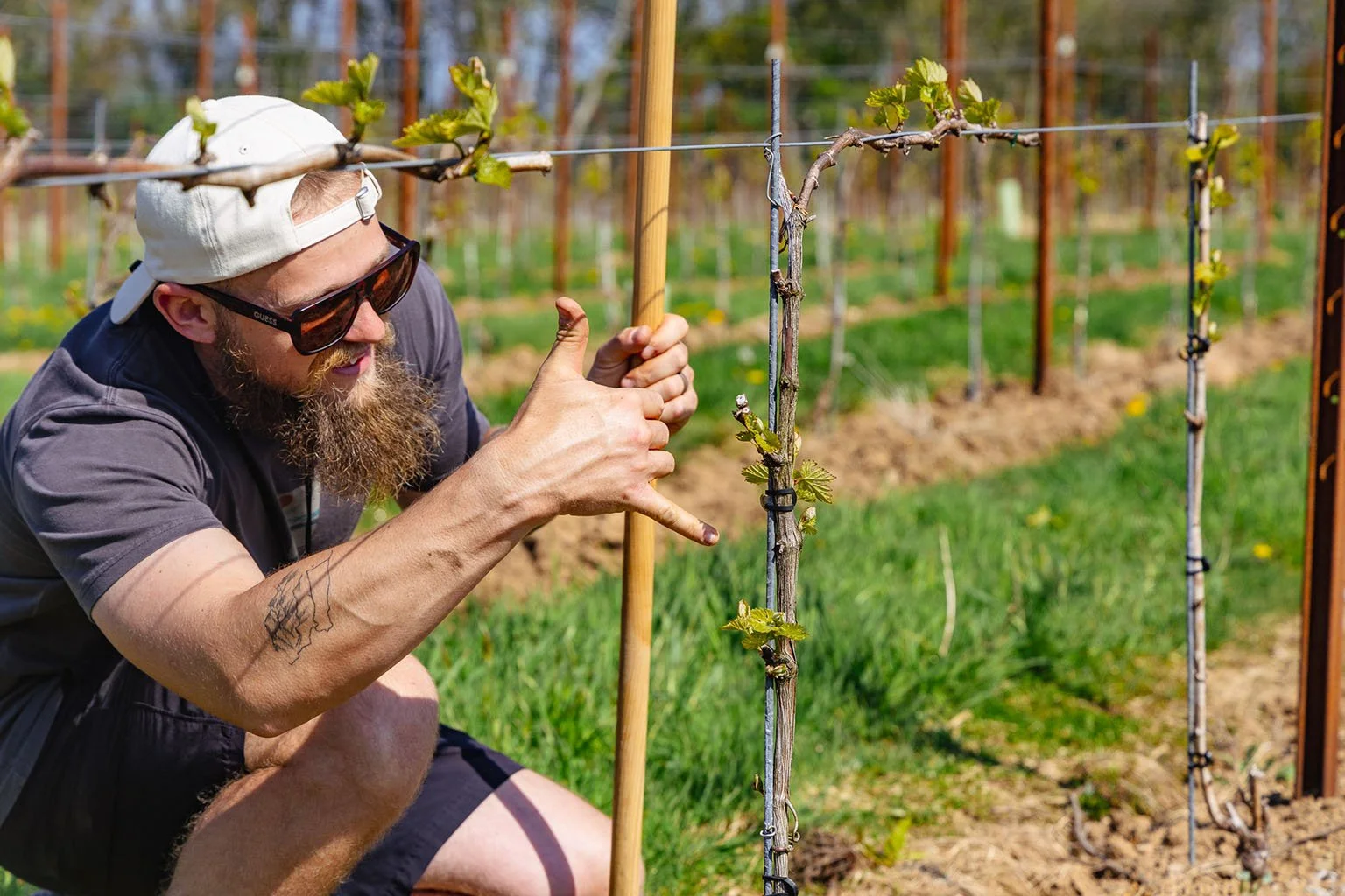 A man with a beard, wearing sunglasses, a white cap, and a gray T-shirt, kneels in a vineyard, giving a thumbs-up while tending to a vine supported by a wooden stake and wired trellis.