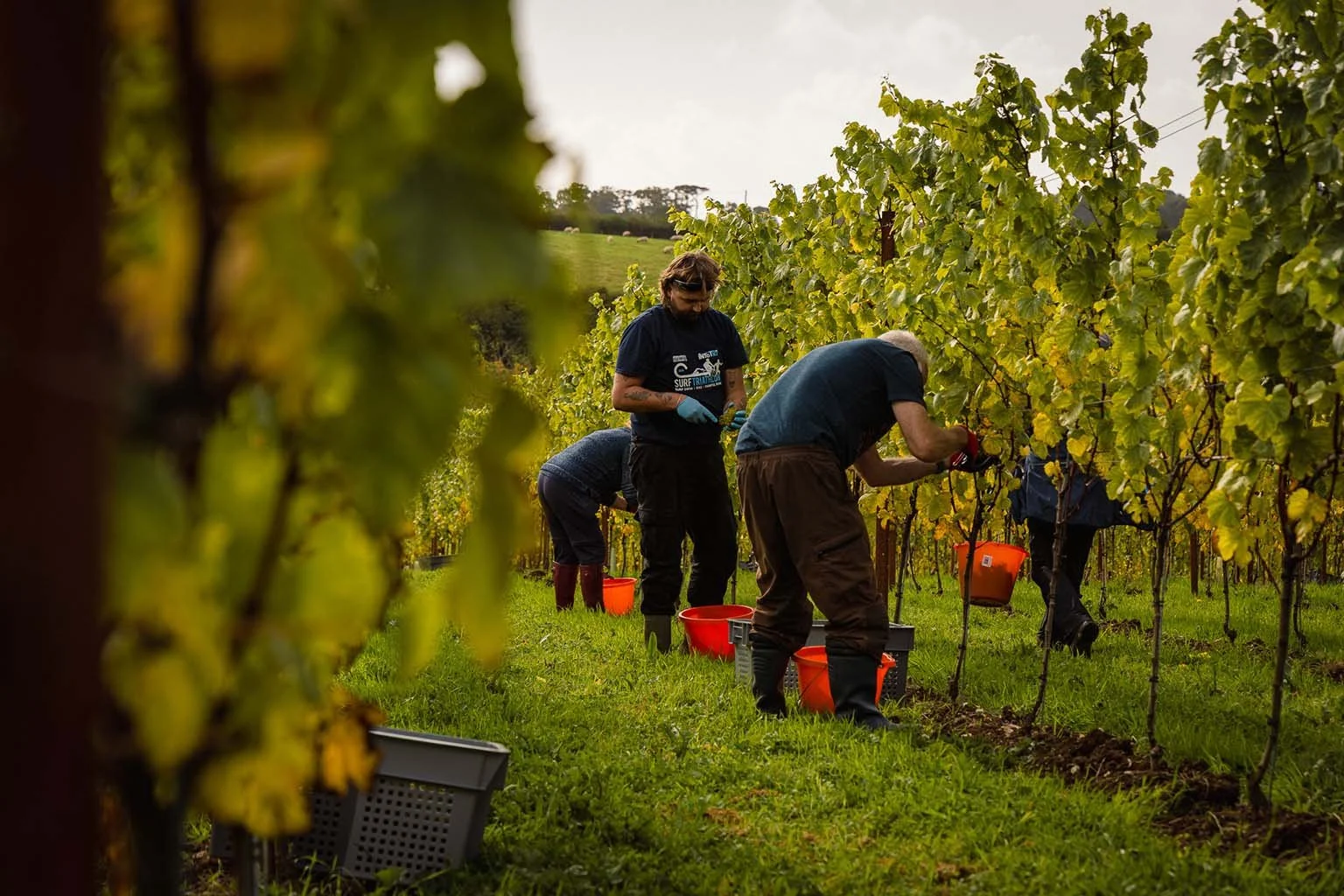 People harvest grapes in a vineyard on a cloudy day, collecting them in orange buckets.