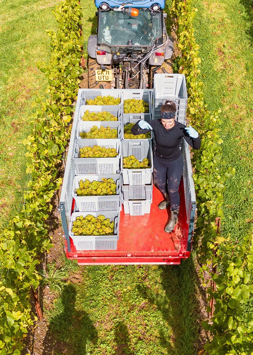 A woman on a farm or vineyard truck filled with baskets of green grapes, surrounded by grapevines, working under sunny sky.