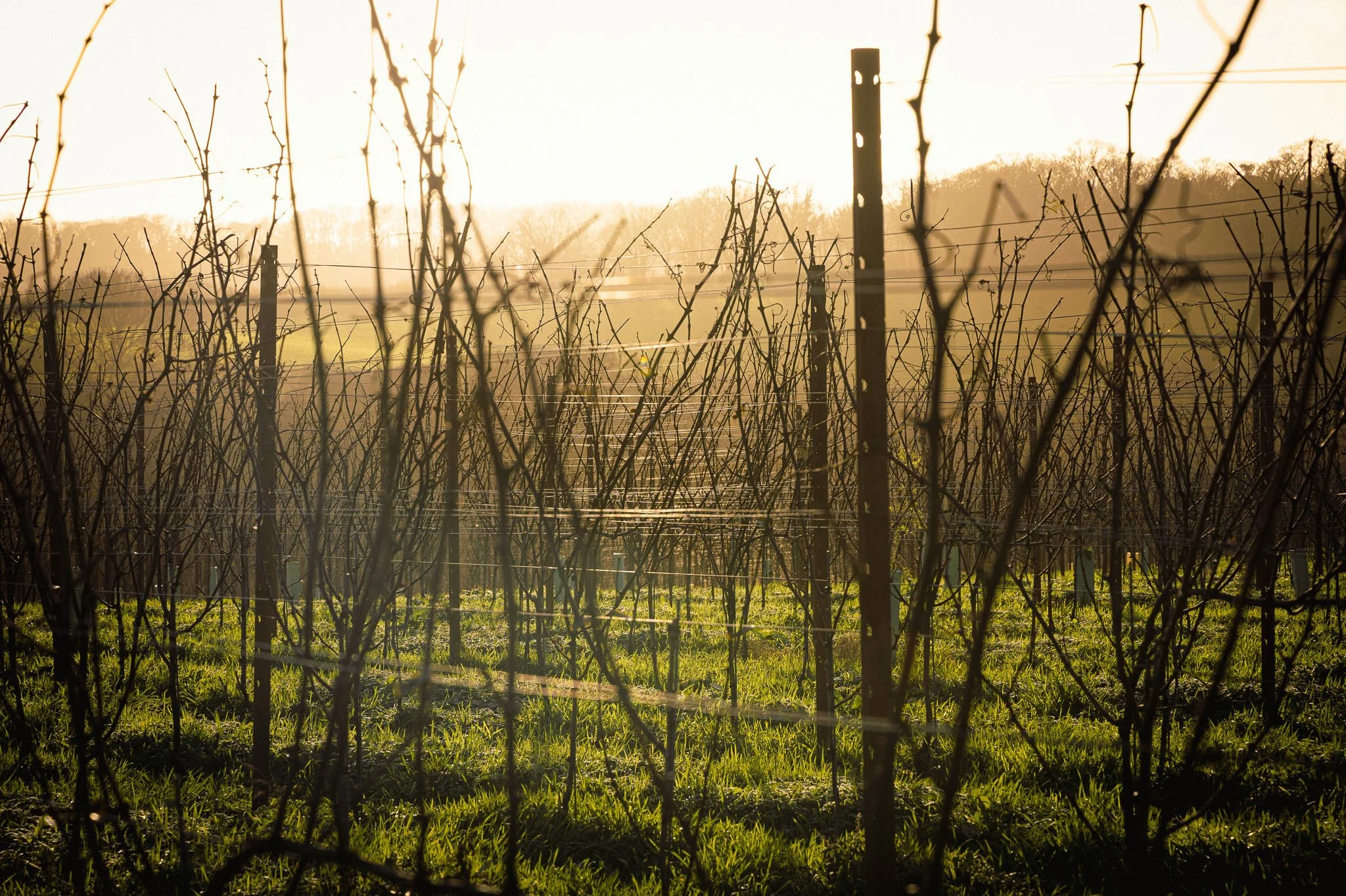A vineyard in early spring with trellises supporting vines, illuminated by warm sunlight, with distant hills and overcast sky