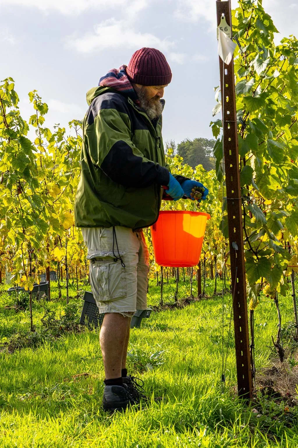 A man harvesting grapes in a vineyard during daytime, wearing a maroon beanie, green jacket, beige shorts, and blue gloves, holding a bucket of grapes, with grapevines surrounding him.