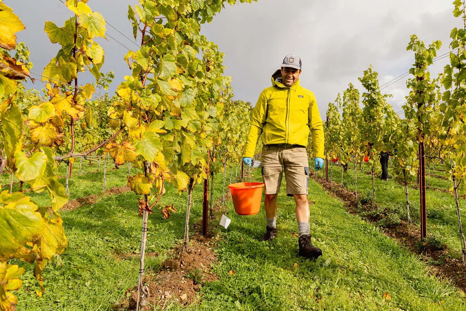 A man in a yellow jacket, shorts, and gloves walking through a vineyard with a bucket, surrounded by grapevines with green and yellow leaves.
