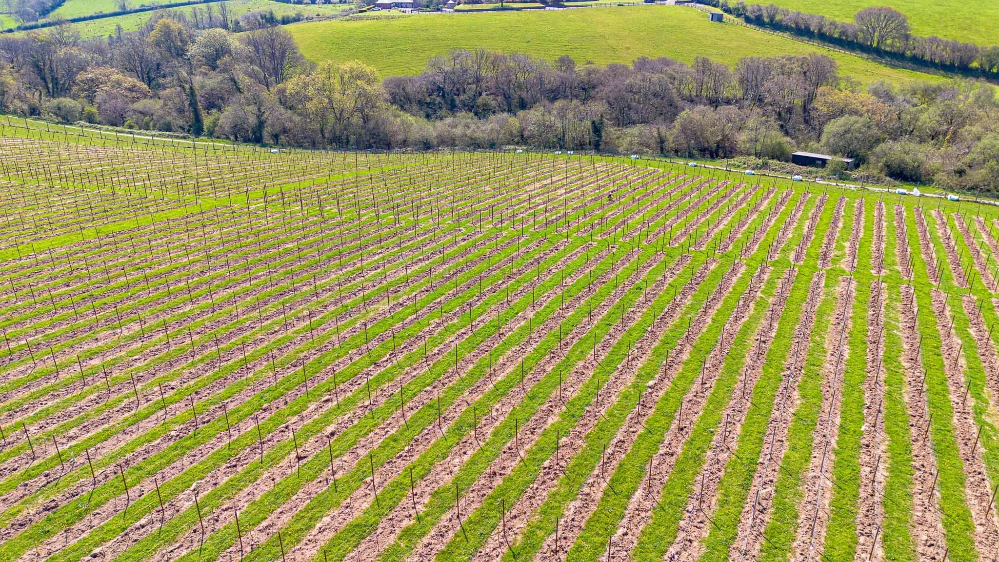 A vineyard with rows of grapevines on a sunny day, surrounded by green fields and trees.