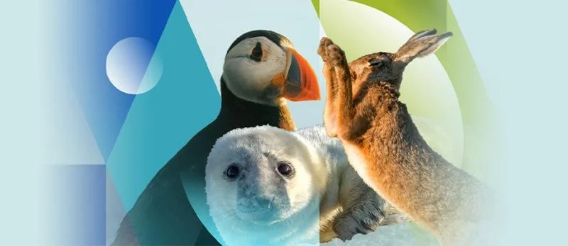 Collage of an Atlantic puffin, a seal pup, a hare, and a leaf with an abstract background.