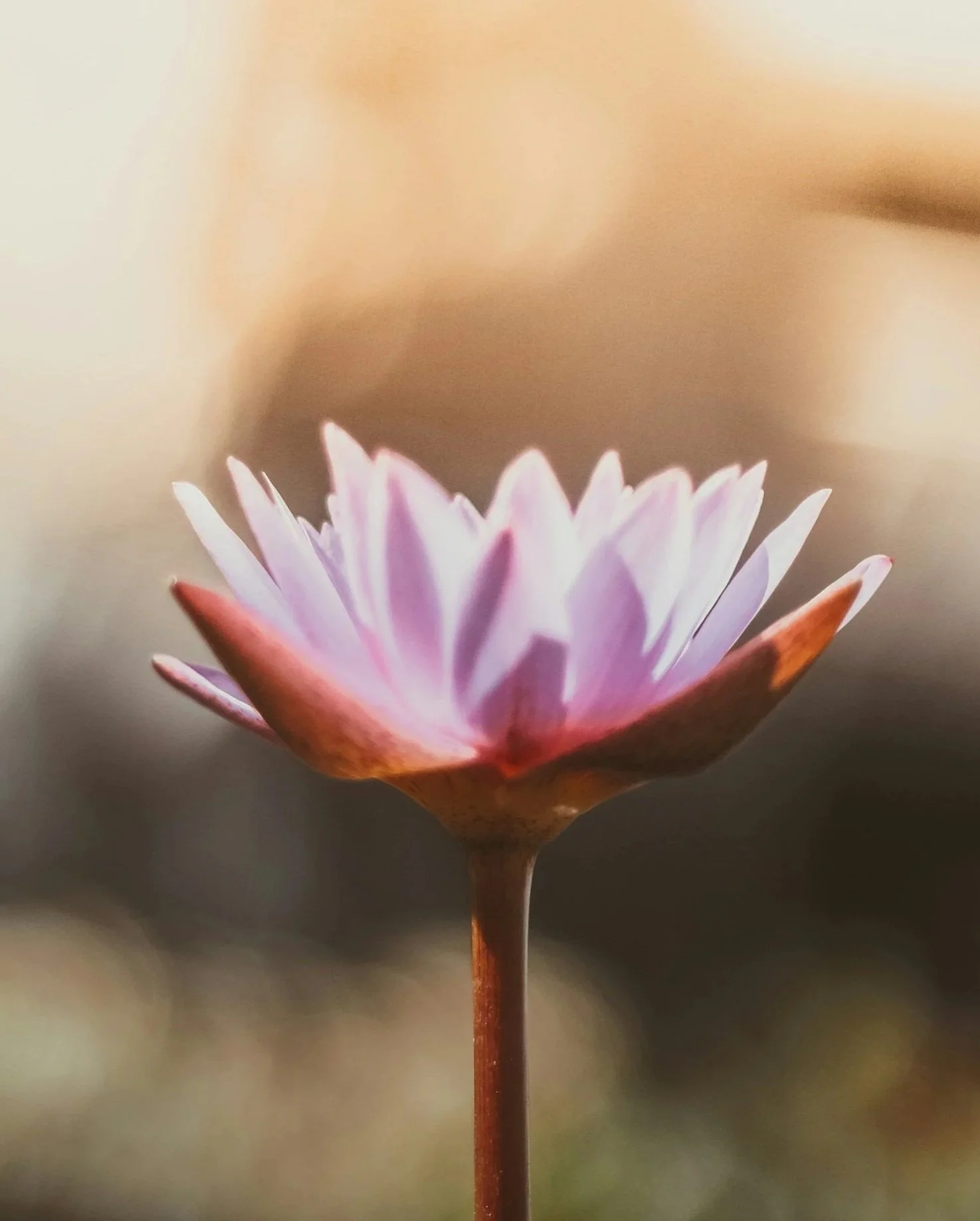 Close-up of a pink and white water lily flower with a blurred background.