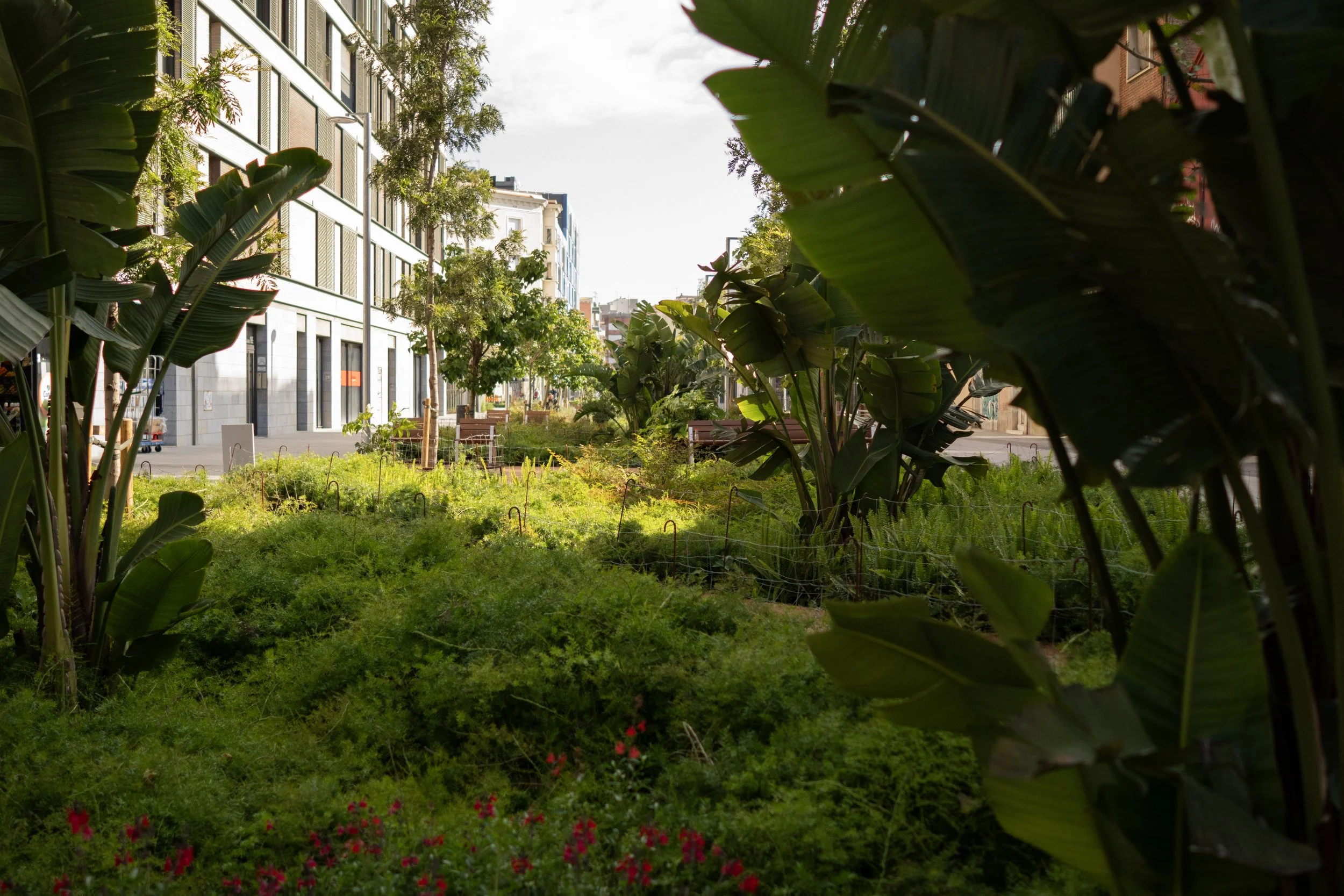 A small urban garden with various green plants and flowers, with tall buildings and a street in the background.