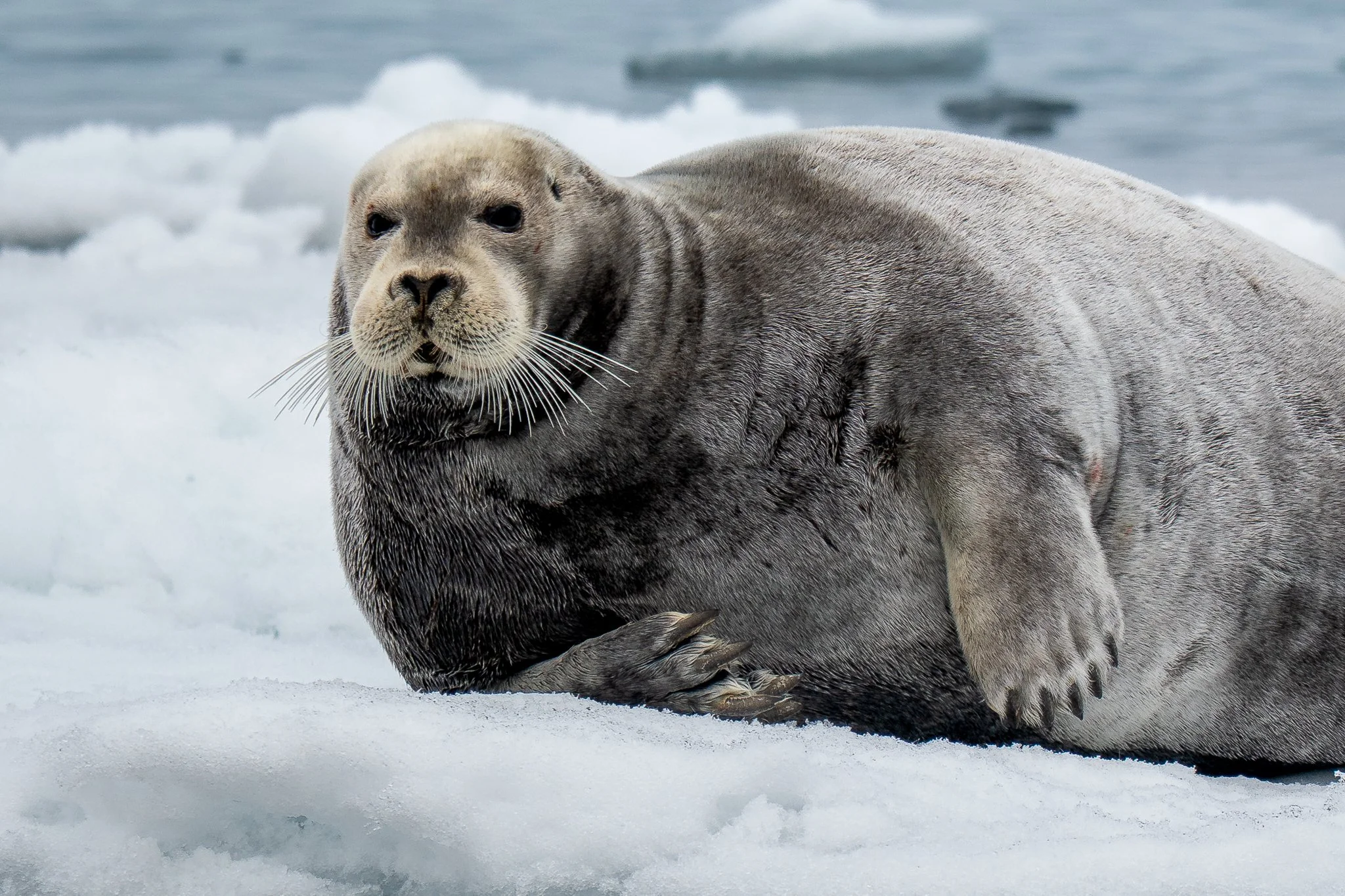 svalbard-042.jpg