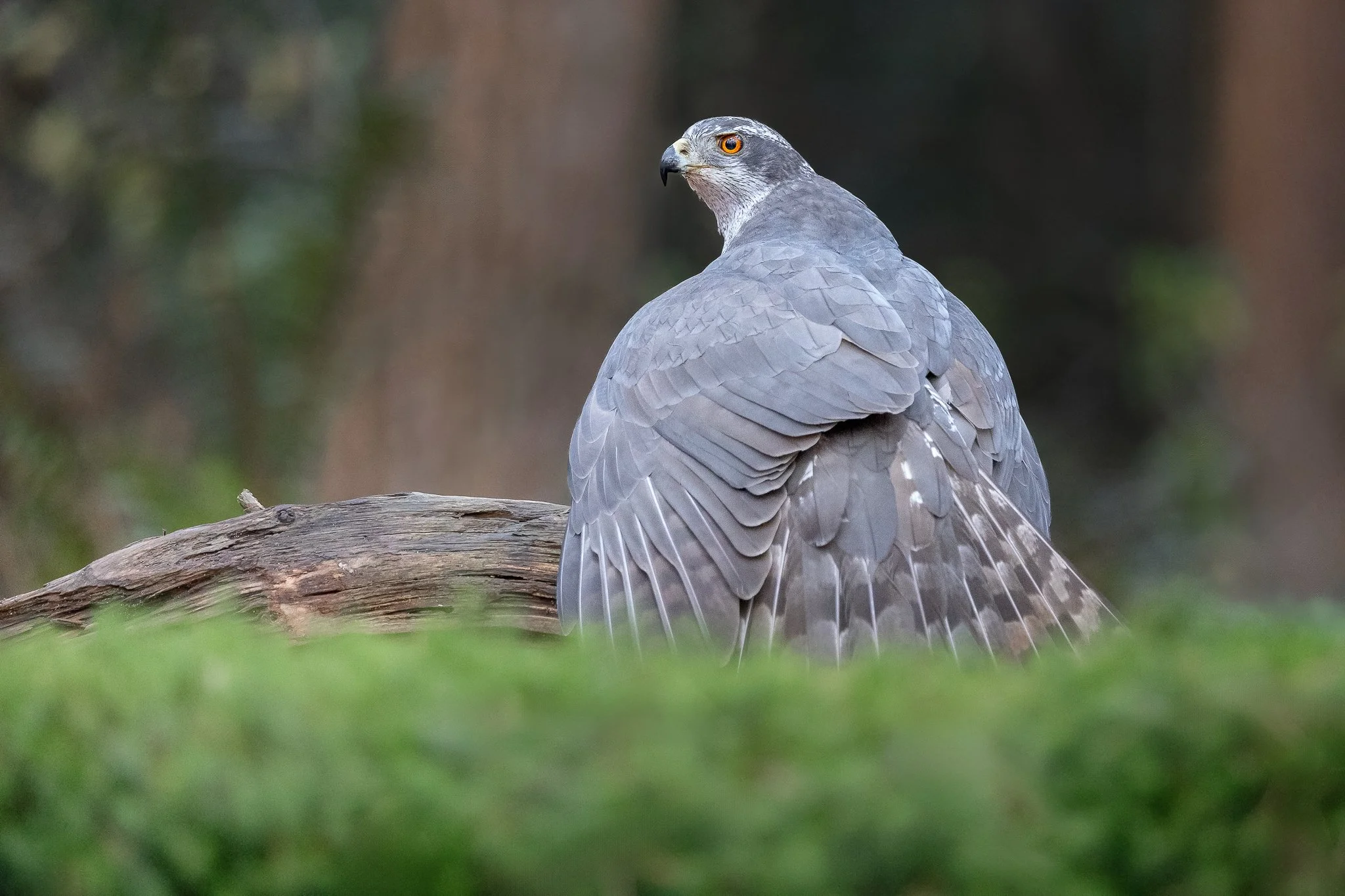 Ein Greifvogel sitzt auf einem Baumstamm und schaut über die Schulter nach hinten, mit orangefarbenen Augen und grau gefedertem Körper, vor unscharzem Waldhintergrund.