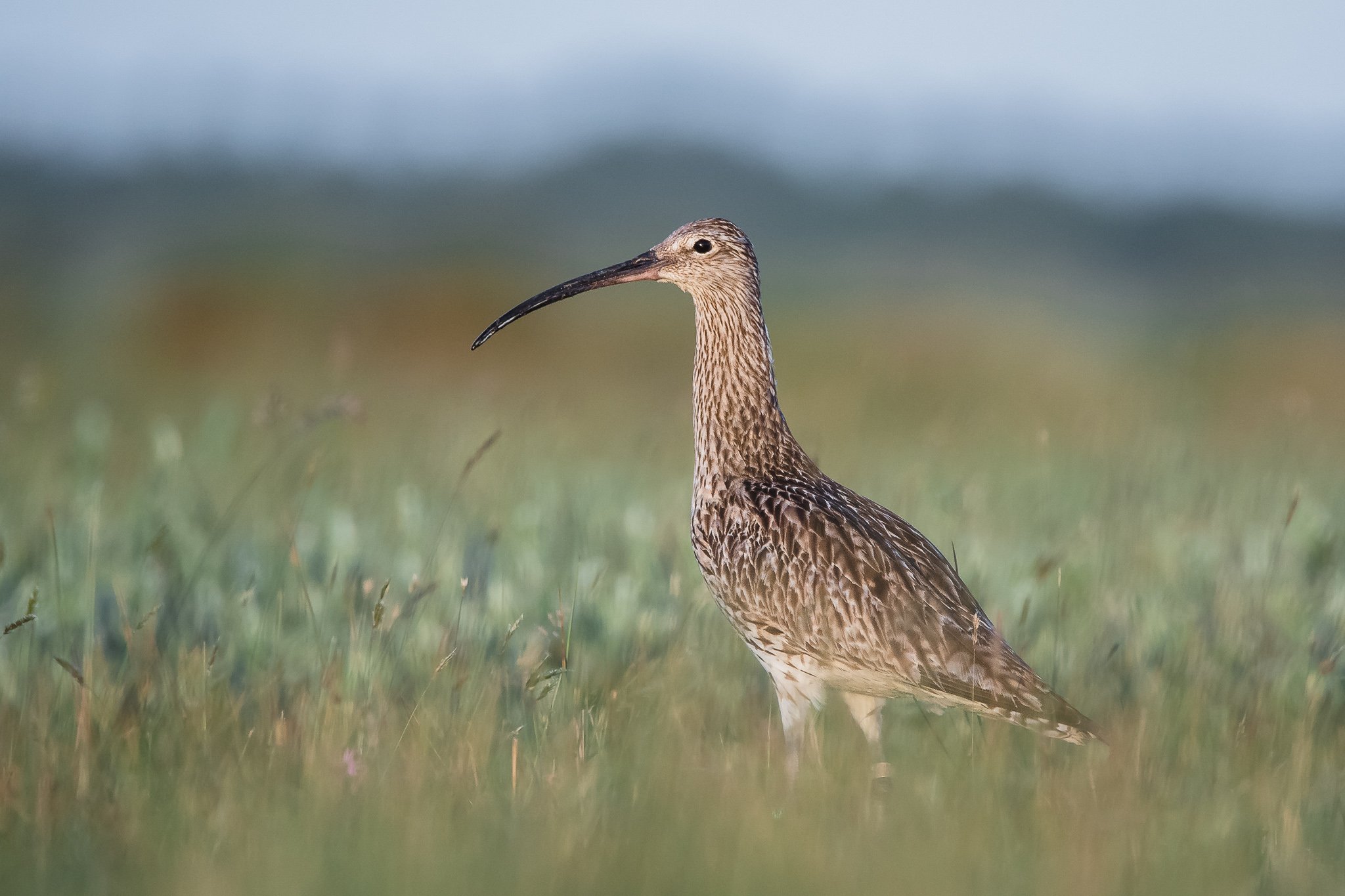 borkum2019-035.jpg