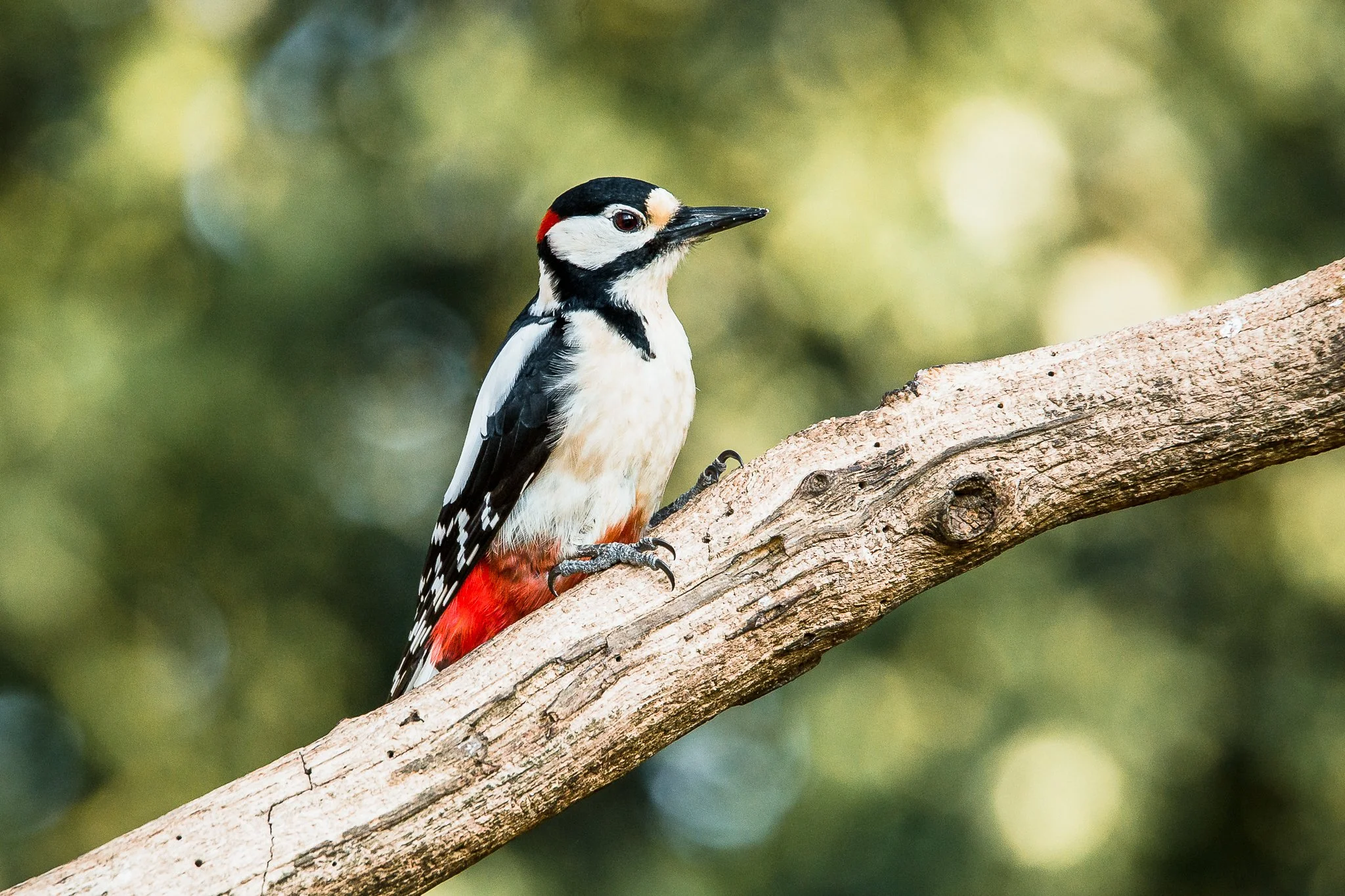Ein Buntspecht sitzt auf einem Baumast mit grünem unscharfen Hintergrund.