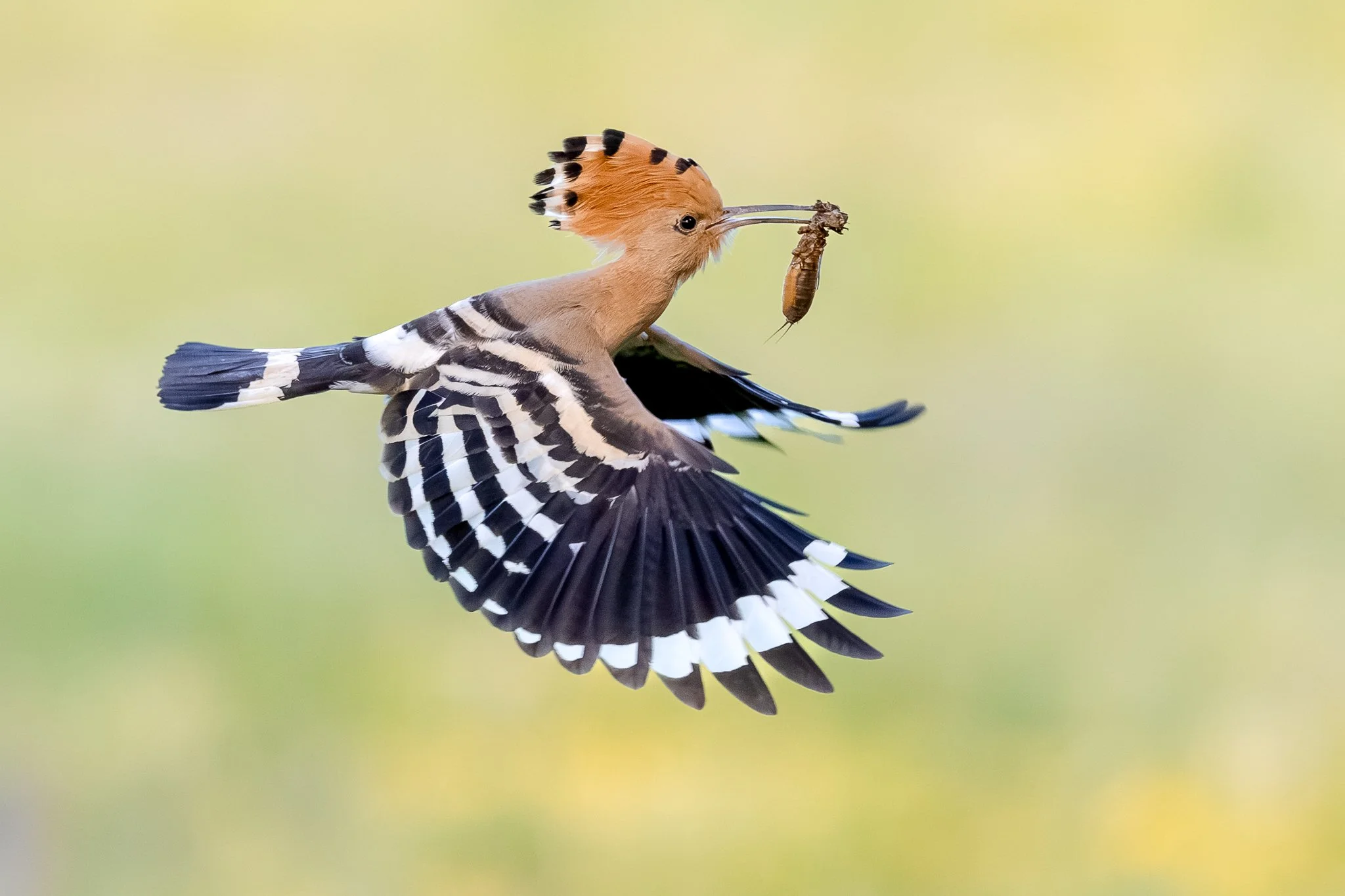 Ein bunter Vogel im Flug hält eine Insektenlarve im Schnabel, mit einem unscharfen Hintergrund.