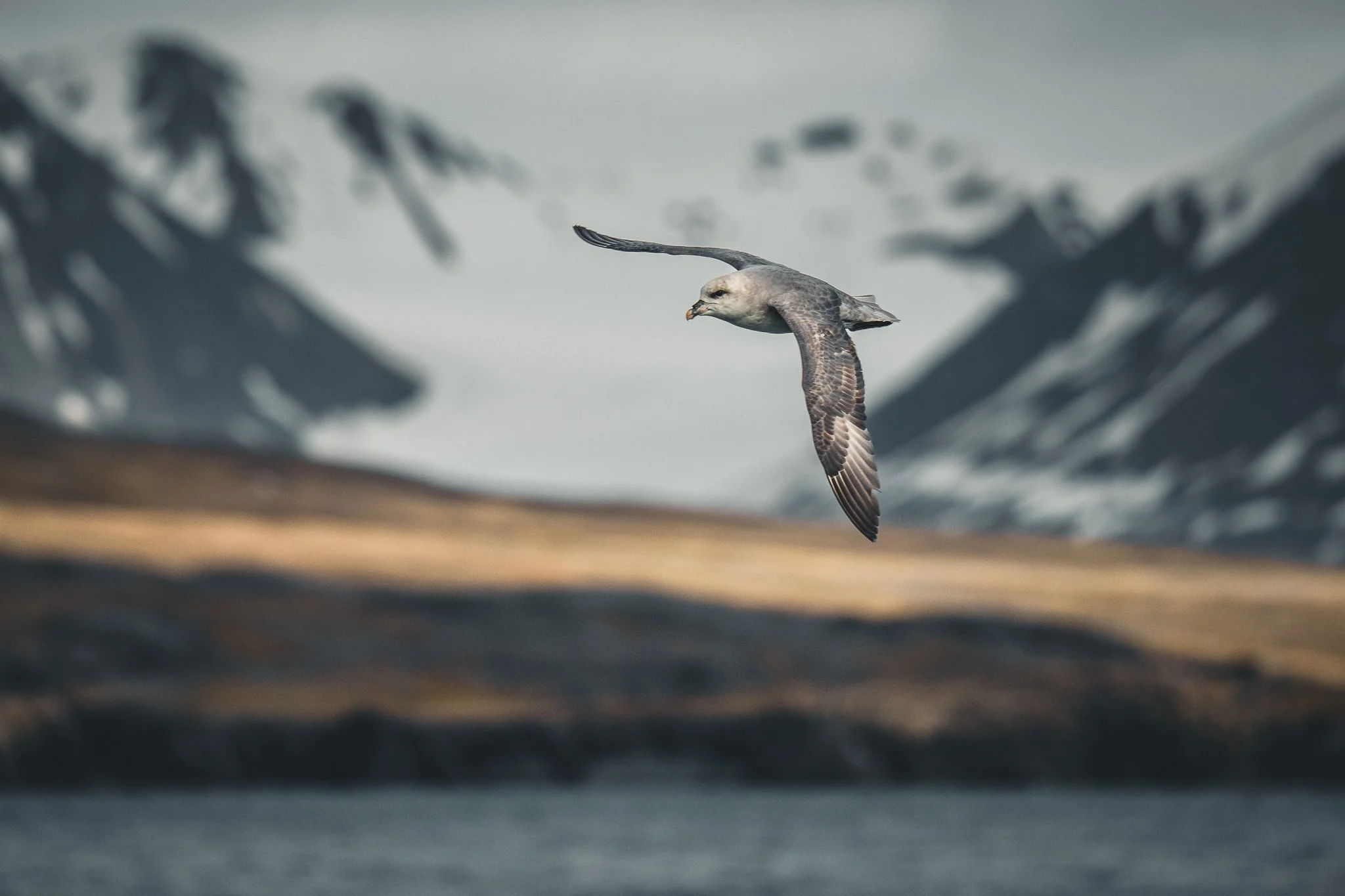 svalbard-080.jpg