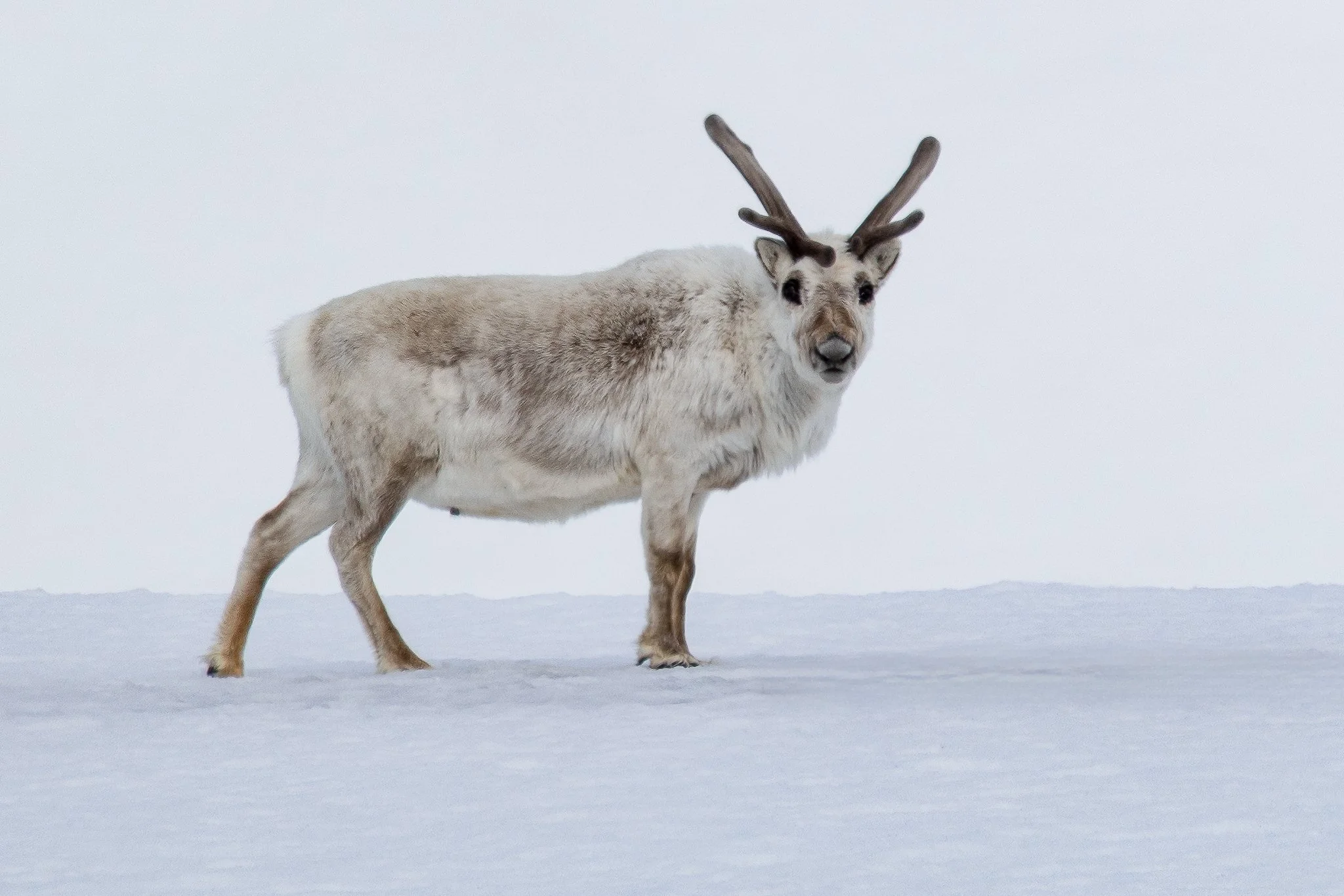 svalbard-023.jpg