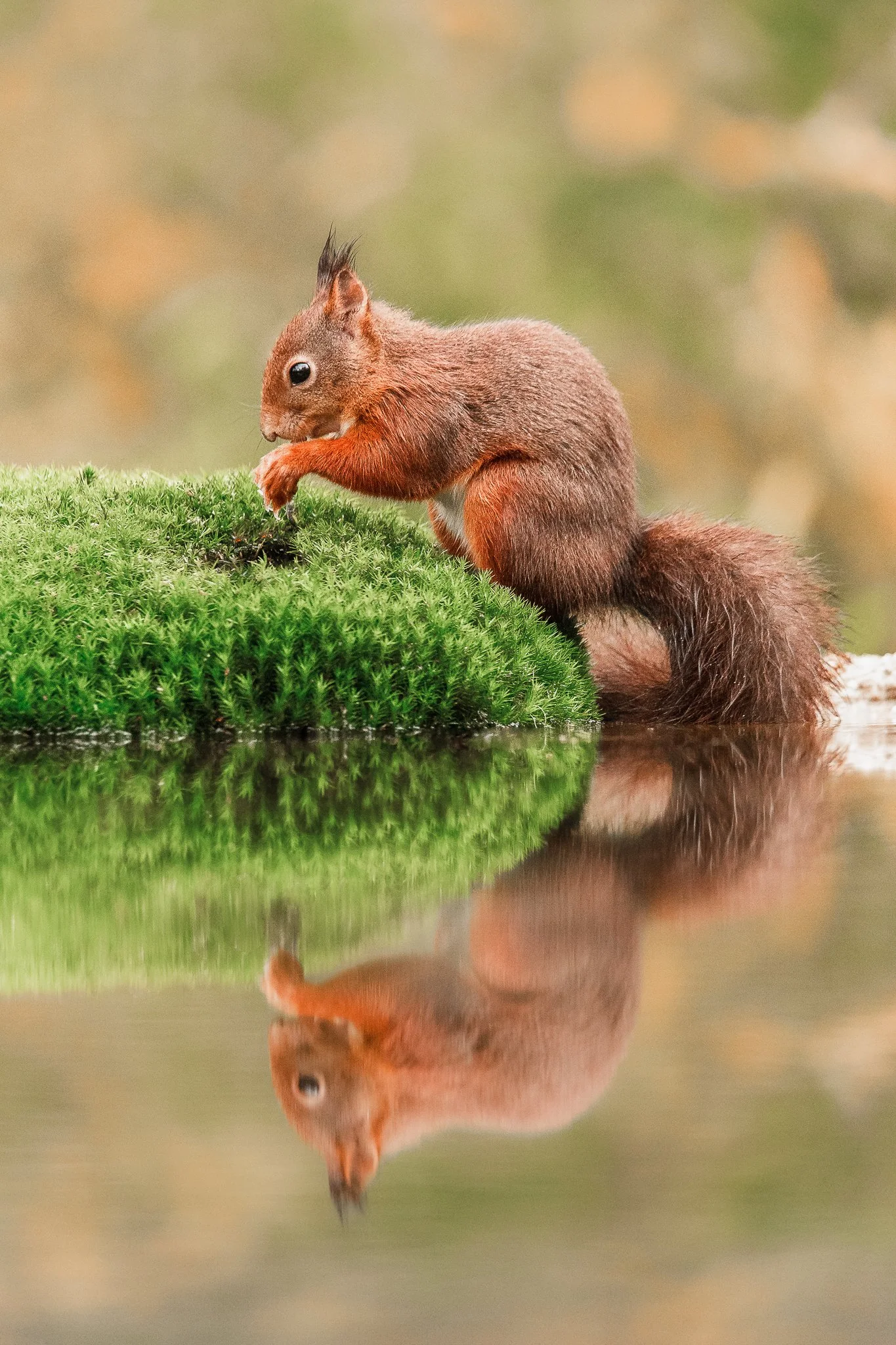 Ein Eichhörnchen steht auf einem grünen Moos auf einem Baumstamm, trinkt Wasser und spiegelt sich im Wasser darunter.